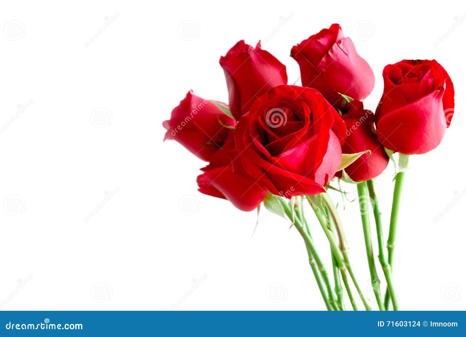 Red roses isolated stock photo. Image of valentine, plant - 71603124