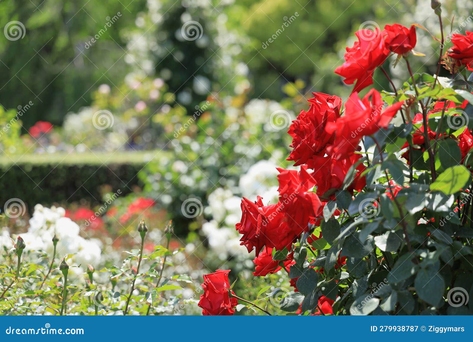 Red roses in Japan stock image. Image of summer, flower 279938787