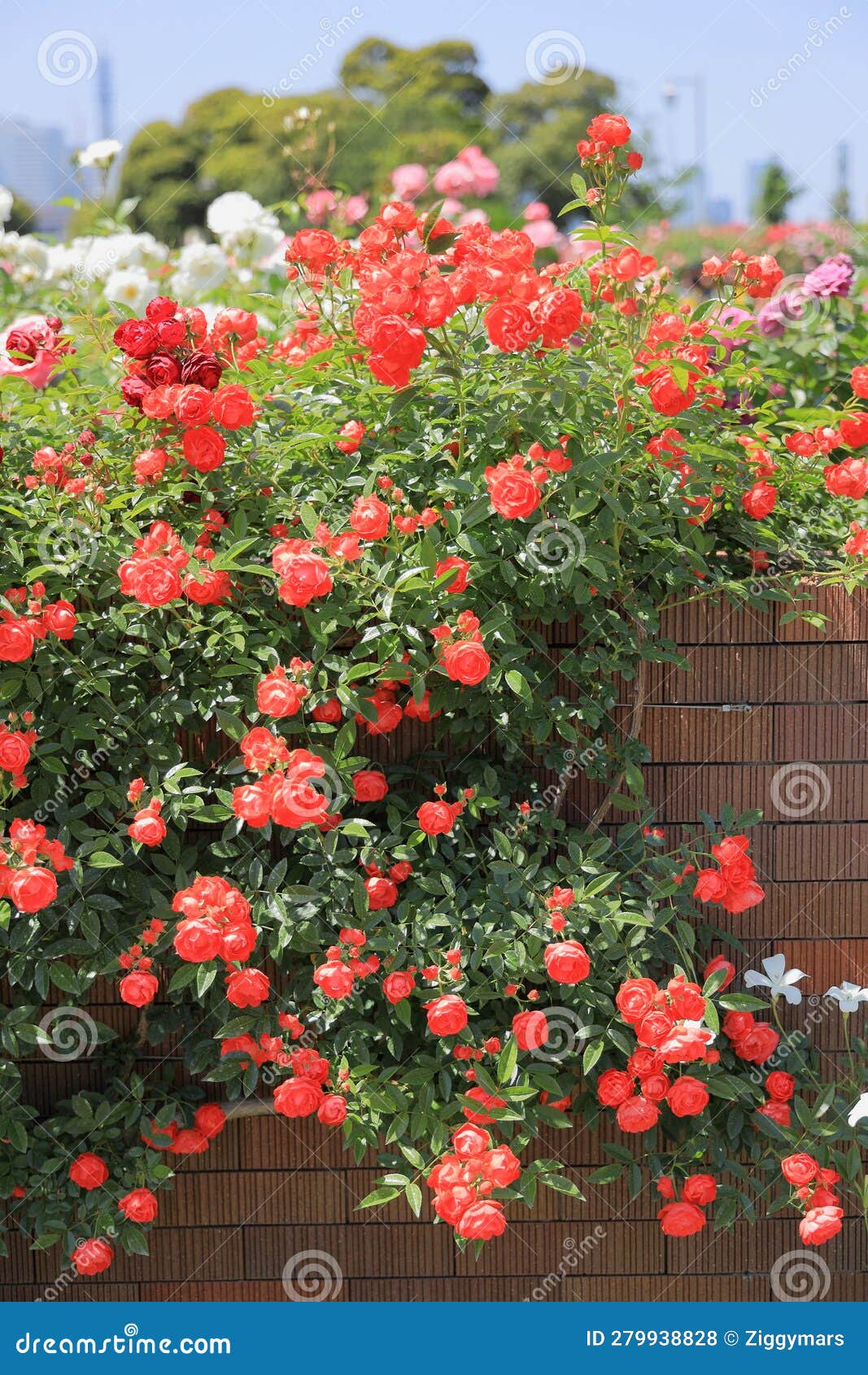 Red roses in Japan stock photo. Image of green, summer 279938828