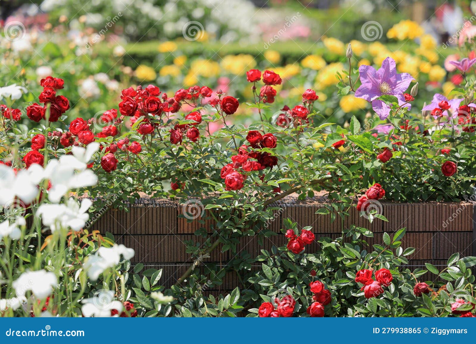 Red roses in Japan stock image. Image of outside, yokohama 279938865