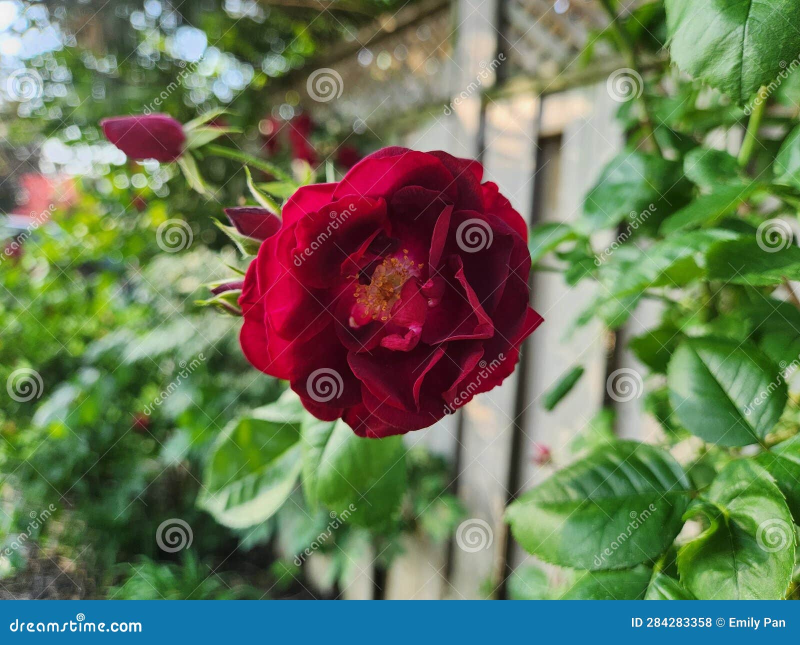 Red Roses and Leaves stock photo. Image of blossom, rose 284283358