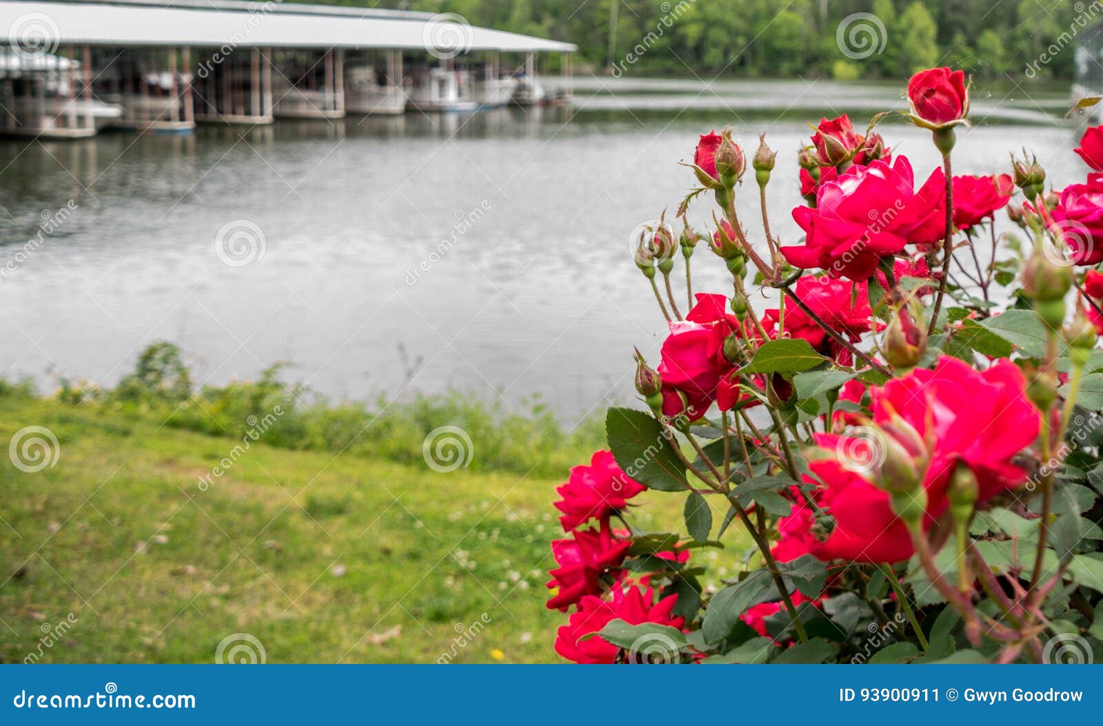 Red Roses At Marina With Boats In Background Stock Image Image