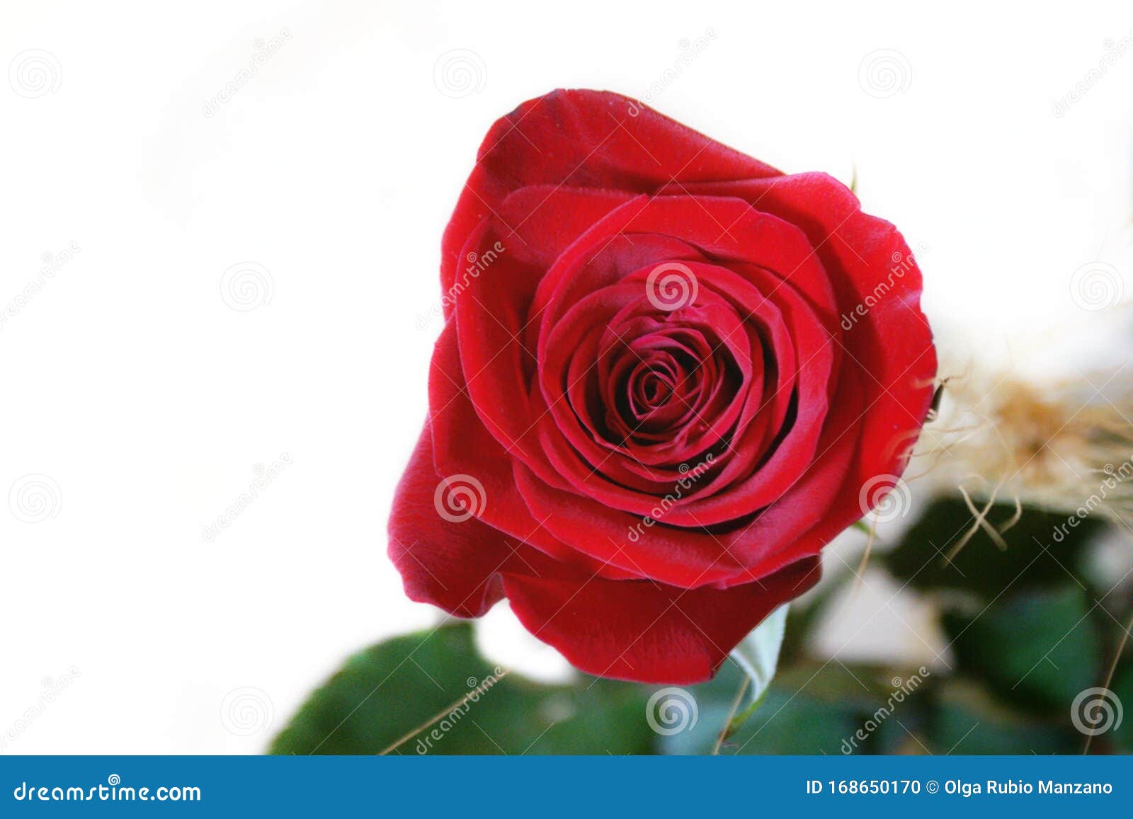 Opening Roses Near Home, Rose Garden RoyaltyFree Stock Image