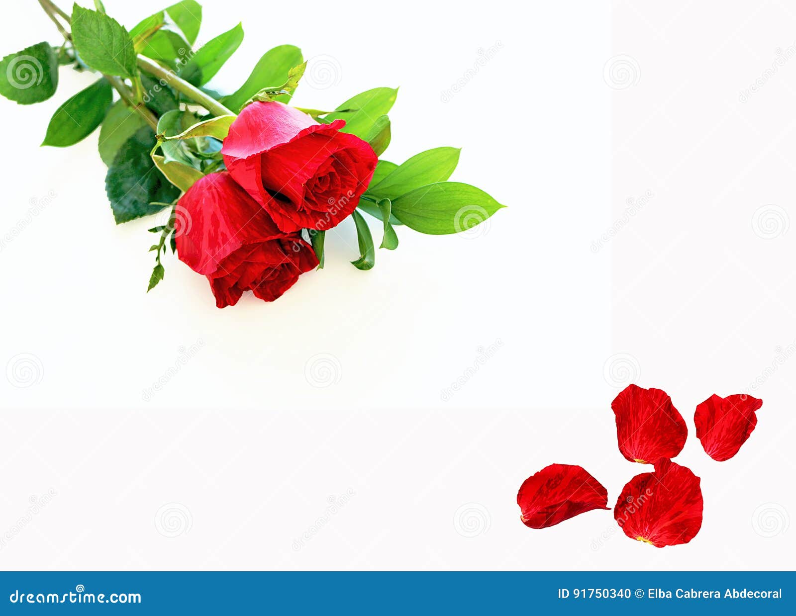 red roses and petals