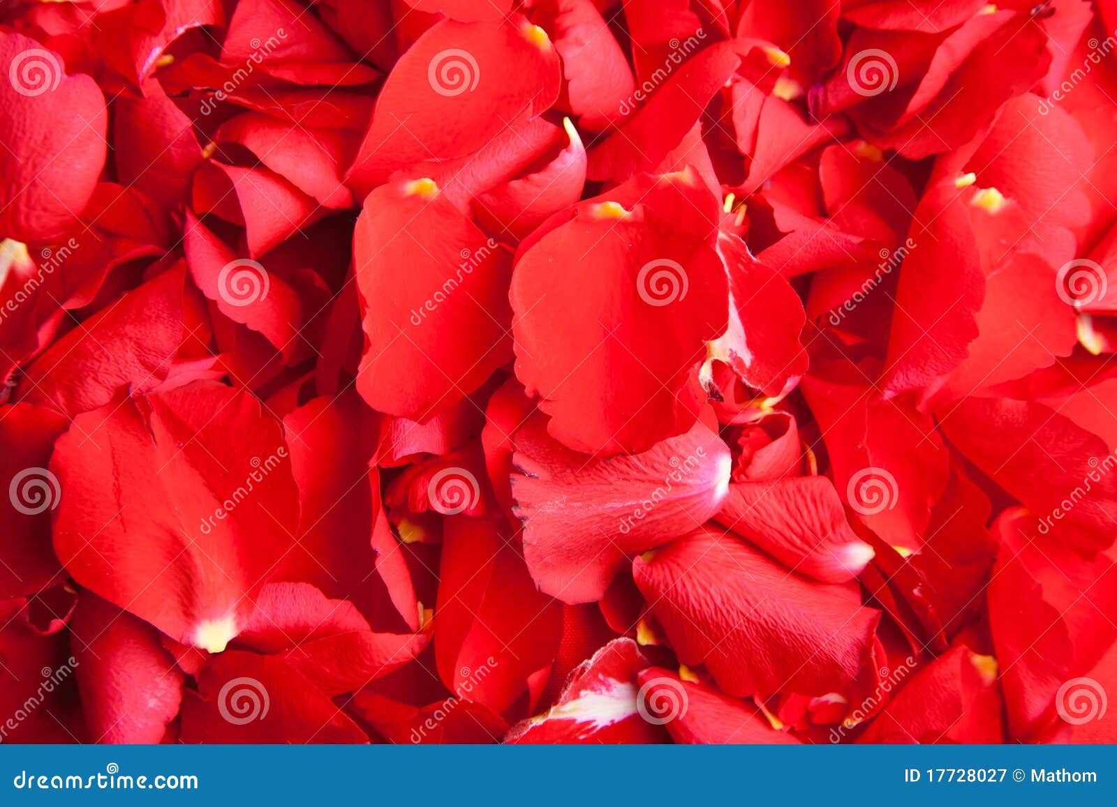 Red Roses Petals Valentine S Day Stock Image Image of feelings