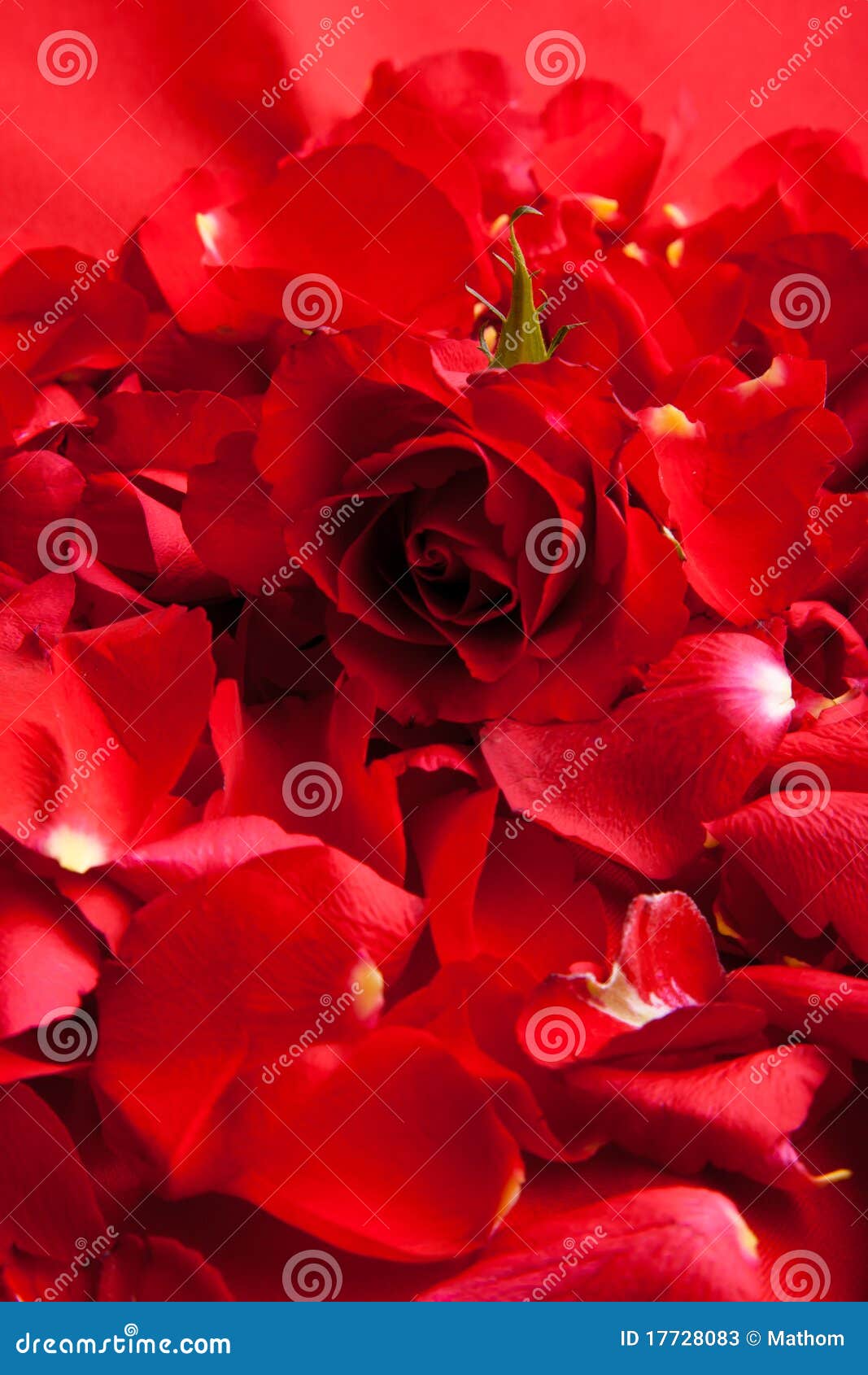 Red Roses Petals Valentine S Day Stock Image Image of heart, gift