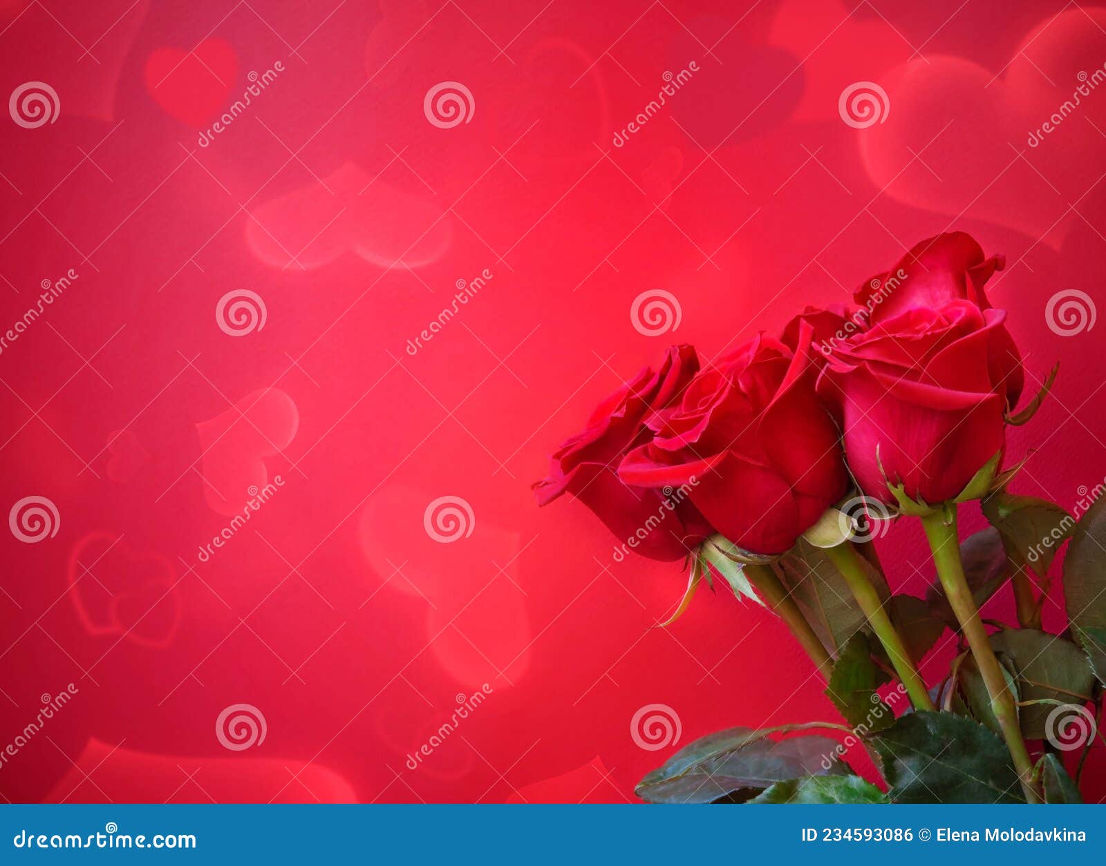 Red Roses on Pink Background. Selective Focus Stock Photo Image of petal, heart 234593086