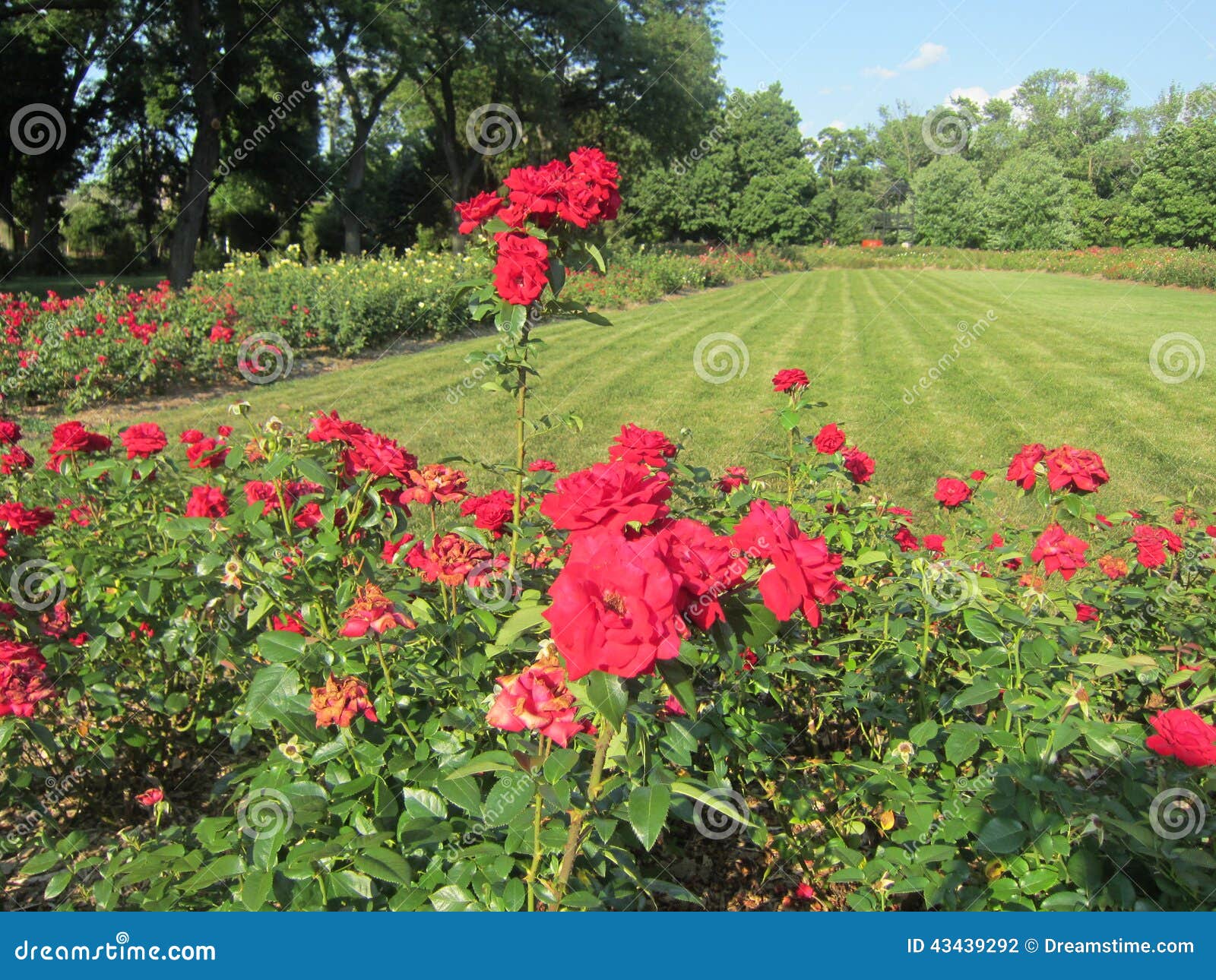 Red Roses stock photo. Image of flowers, trees, roses 43439292