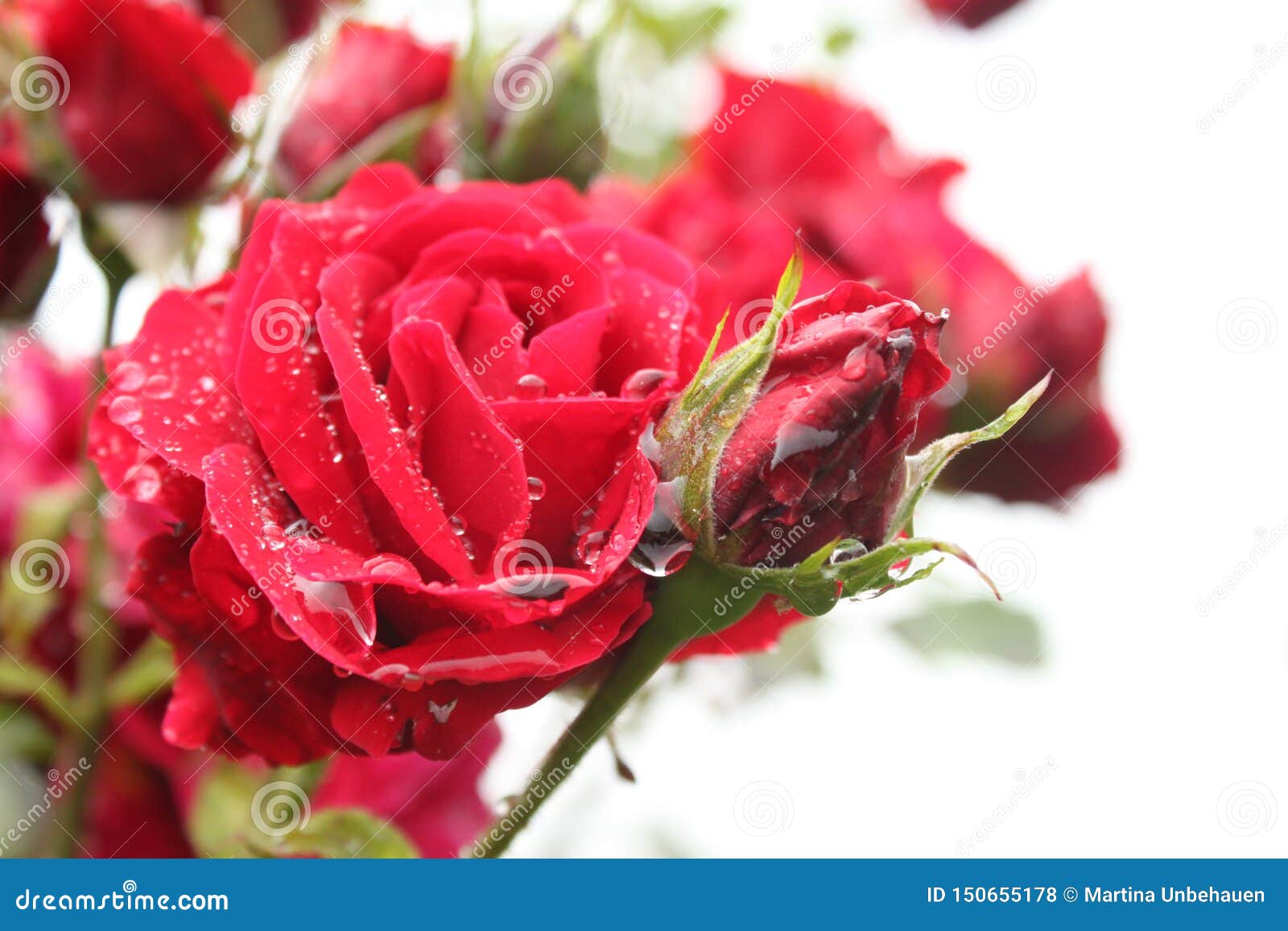 Red roses after the rain stock photo. Image of lovely 150655178