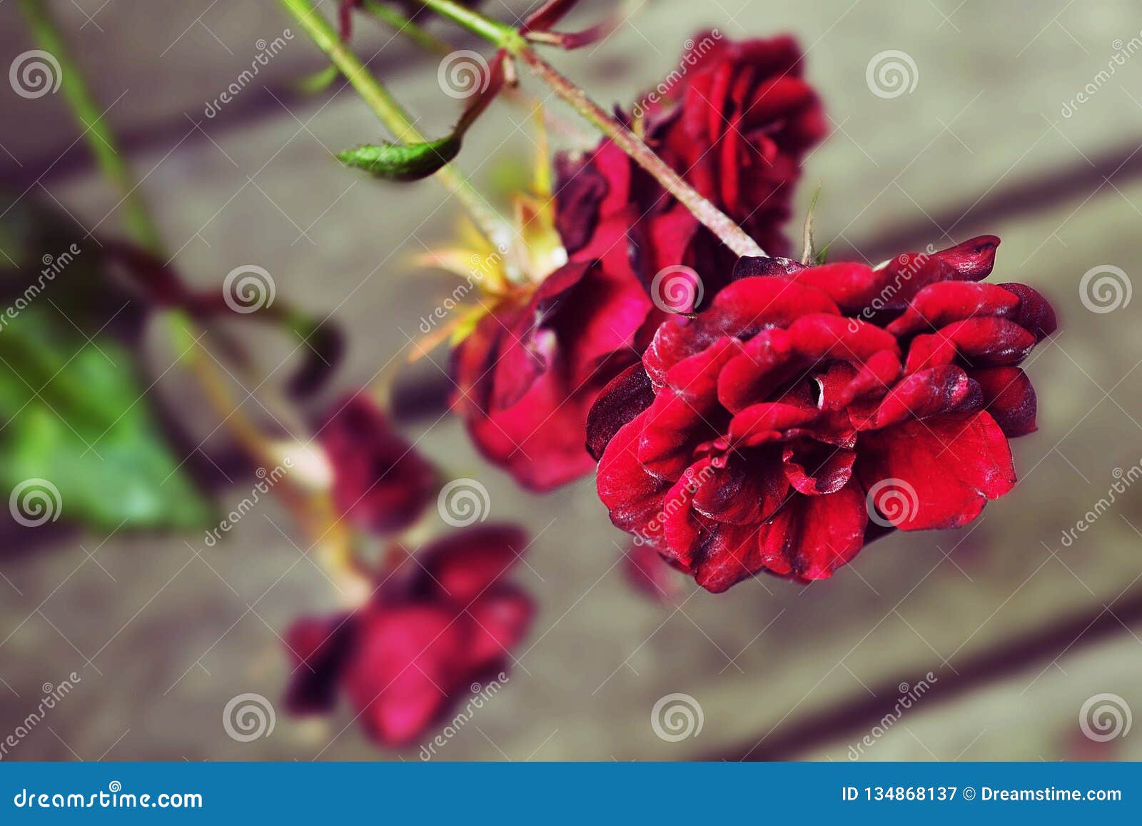red roses rosas rojas