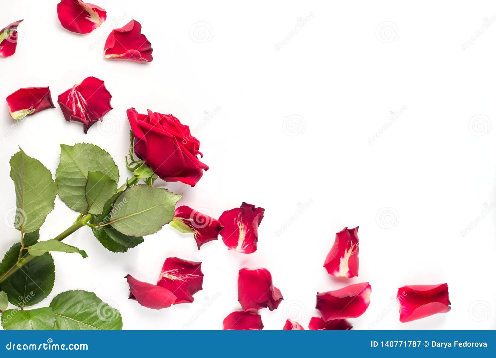Red Roses and Rose Petals Isolated on White Stock Image Image of