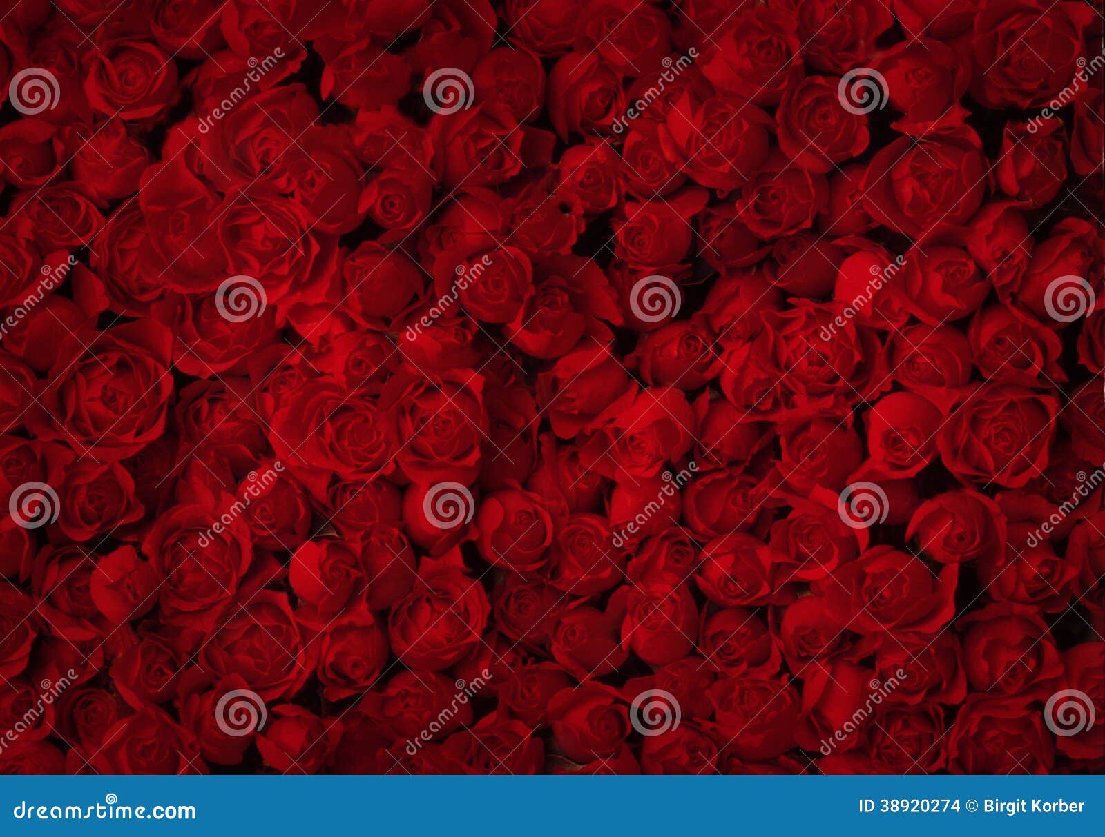 california sea of roses california sea of roses