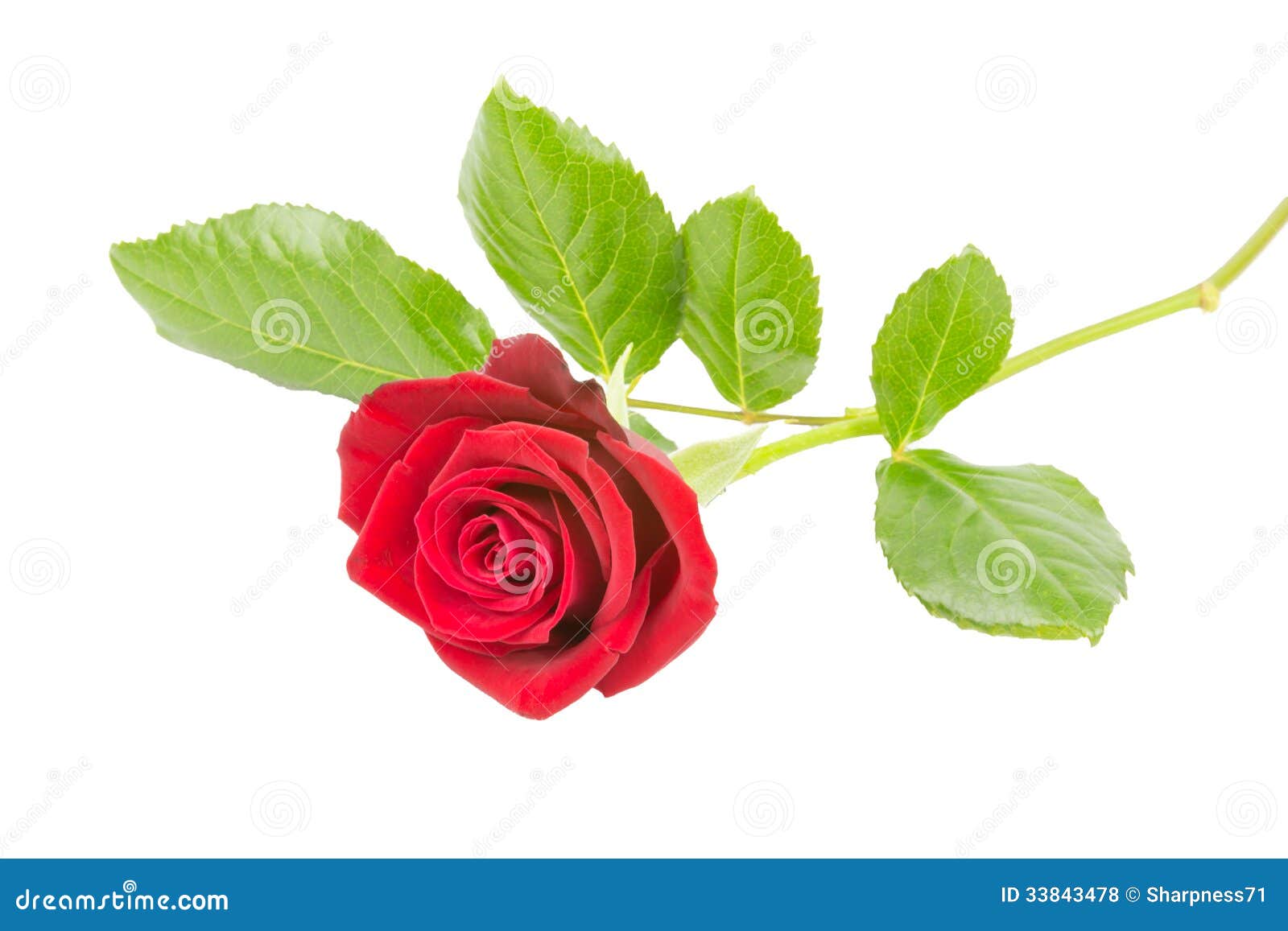 Red roses stock photo. Image of leaves, flower, present - 33843478