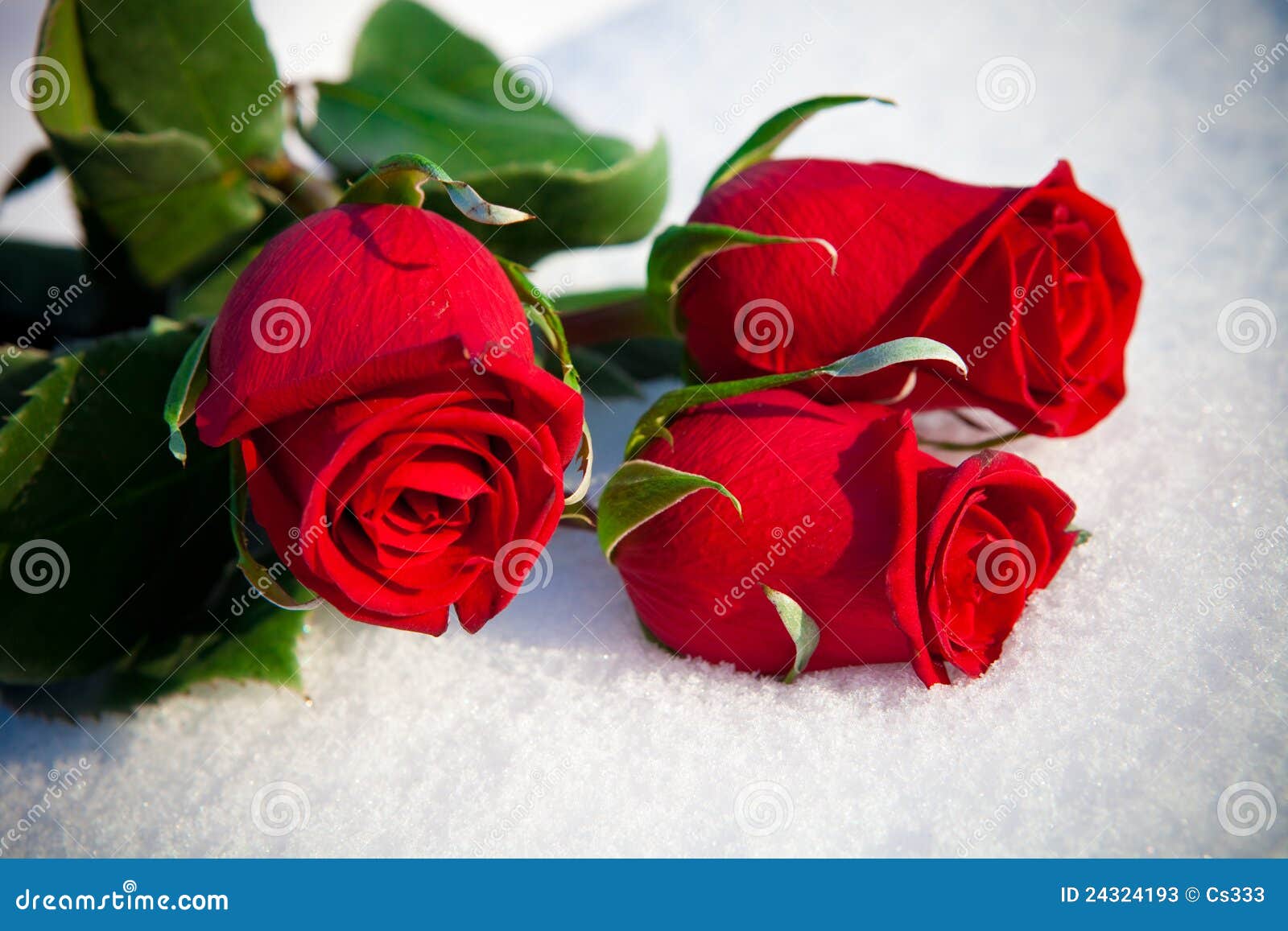 Red roses on snow. stock image. Image of petals, rose - 24324193 Red Roses On Snow. Stock Image. Image Of Petals, Rose - 24324193