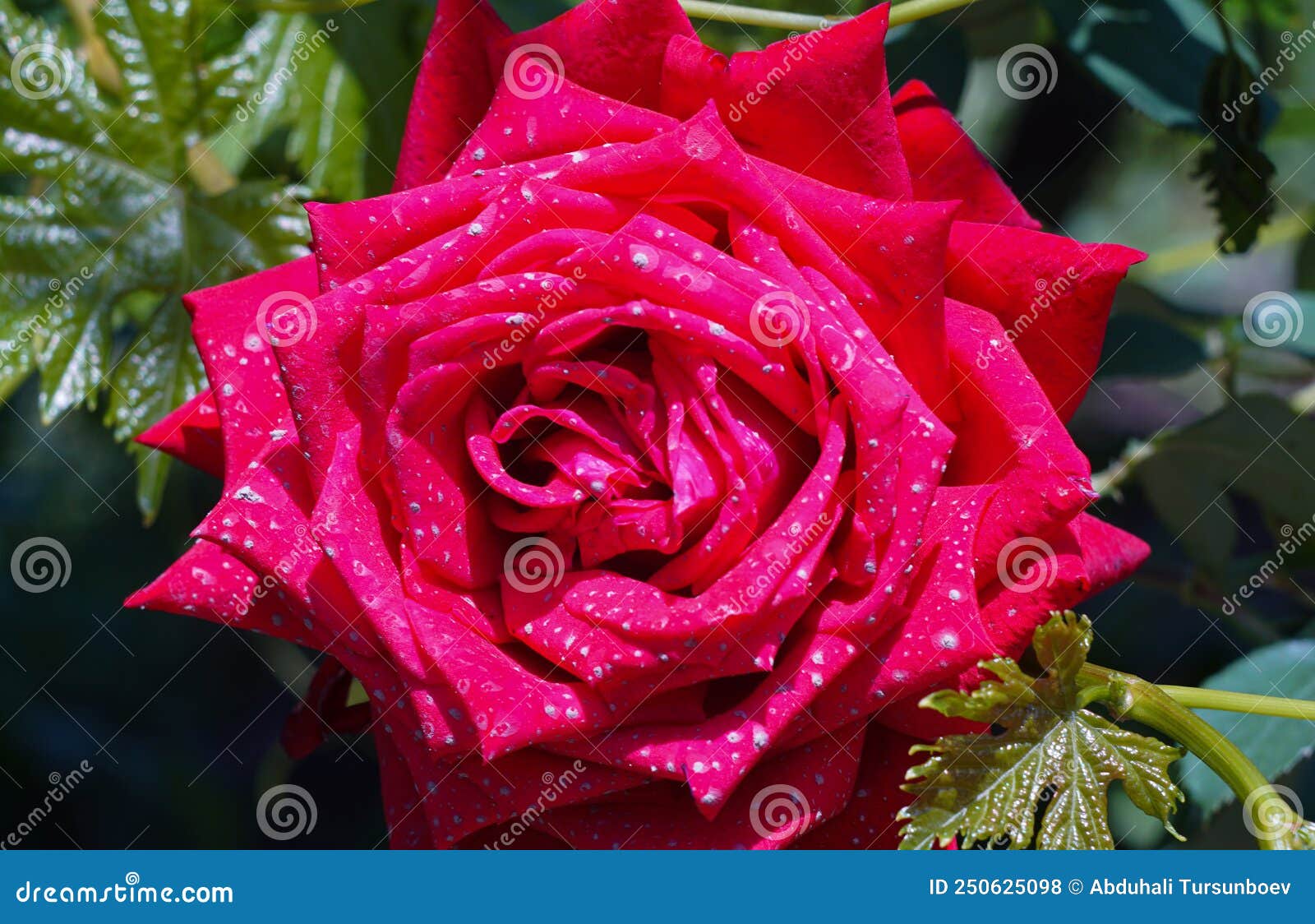 Red roses with spots stock photo. Image of decoration 250625098