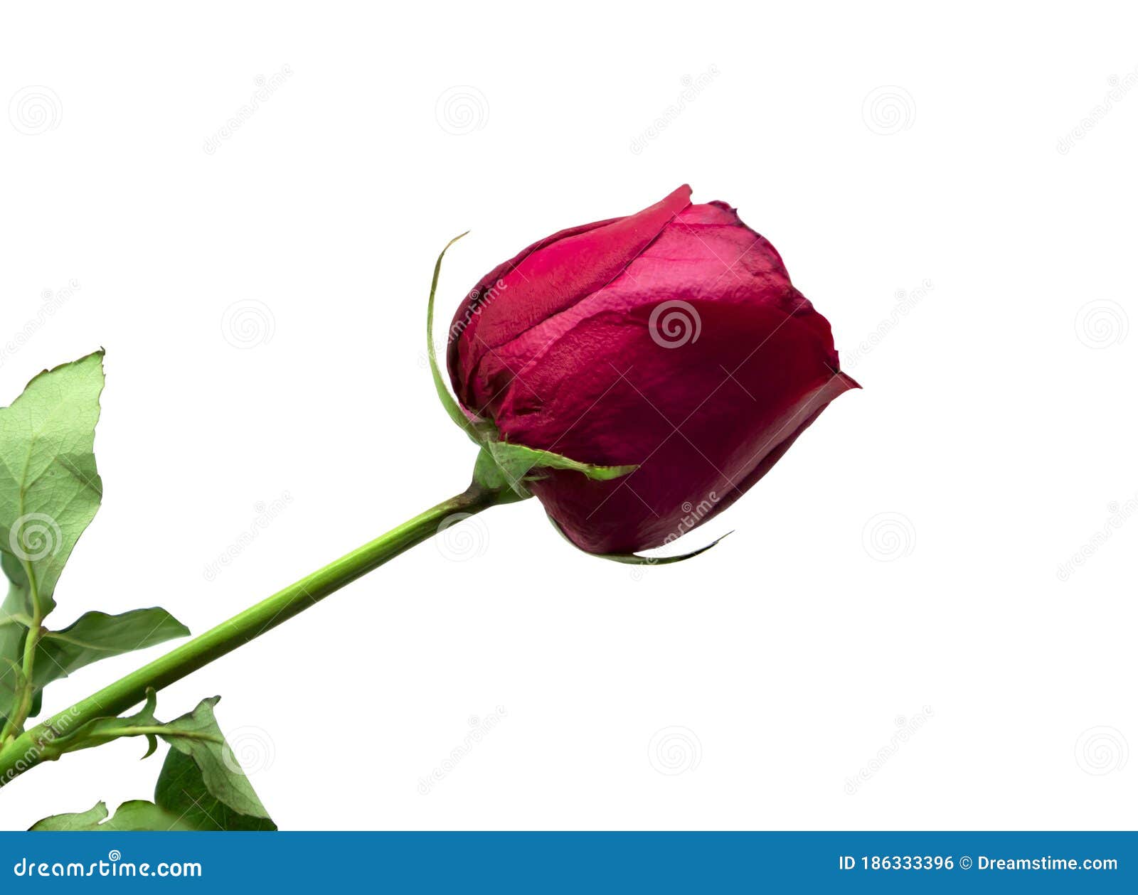 A Red Rose on a White Background Stock Photo Image of flower, blossom