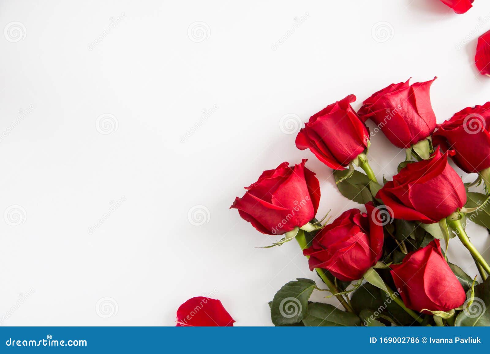 Red Roses on White Background. Valentines Day Background, Wedding Day Stock  Photo - Image of fresh, marriage: 169002786