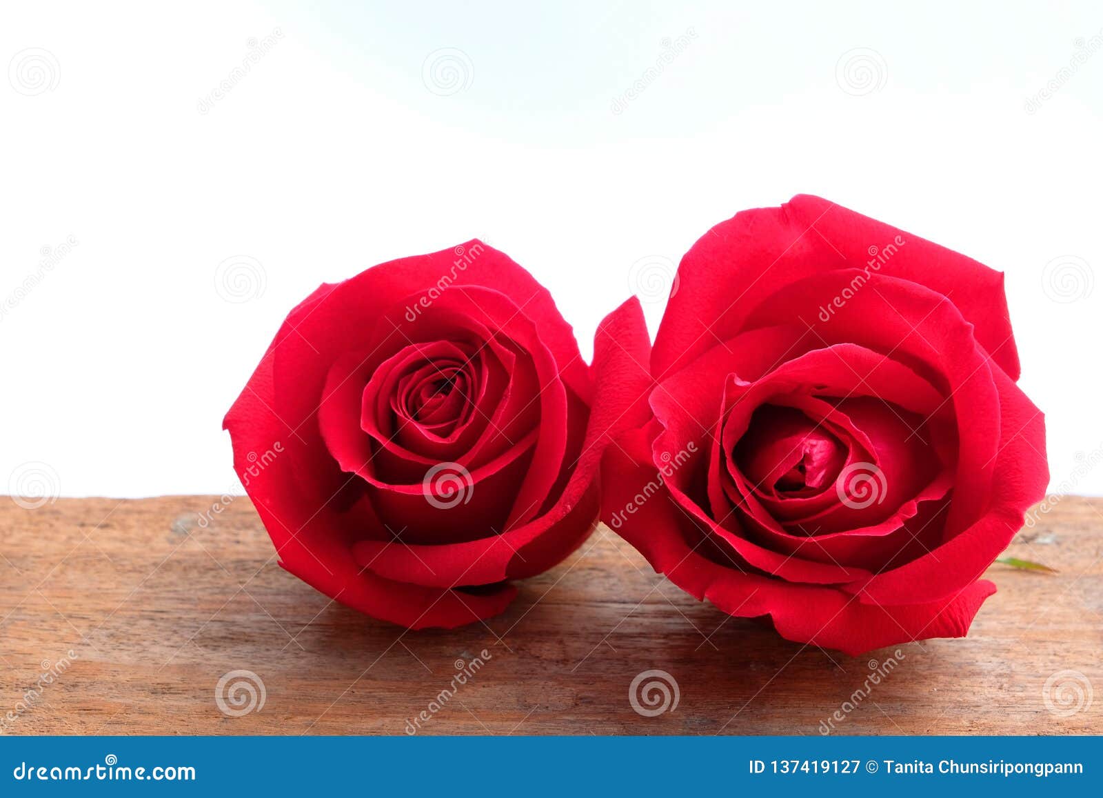 Red Roses on Wooden Floor with White Background Stock Image Image of