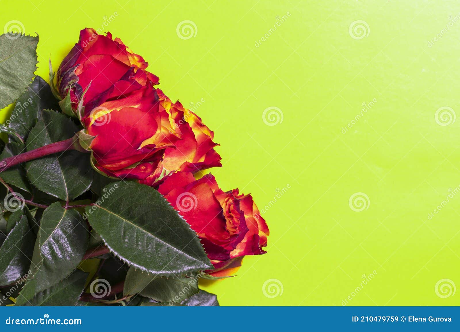 Red Roses on Yellow Background with Copy Space Stock Image Image of
