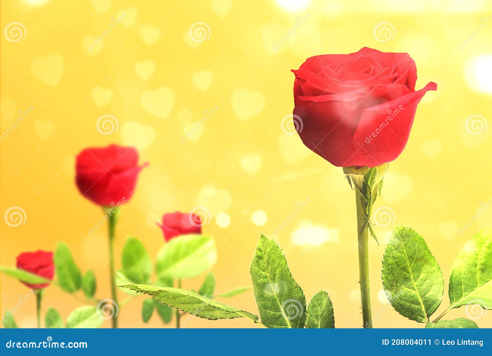 Red roses stock image. Image of beautiful, romantic 208004011