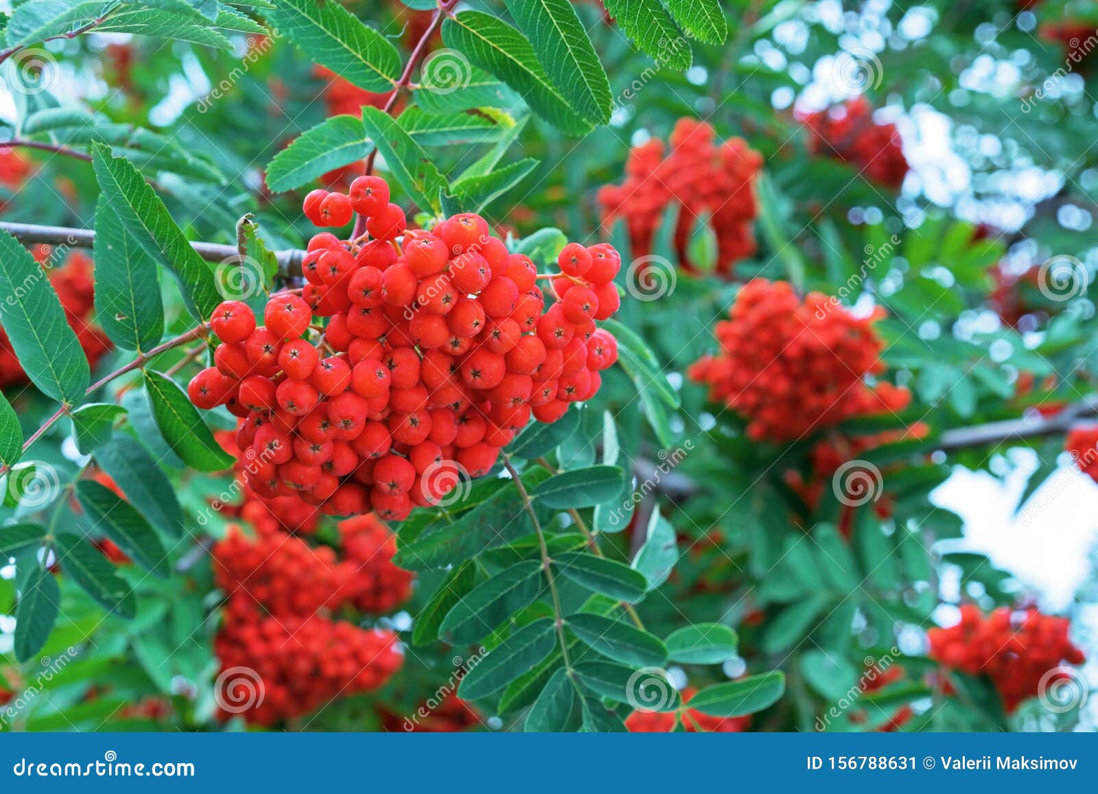Red Rowan Berries. Clusters of Red Rowan Berries Stock Image Image of