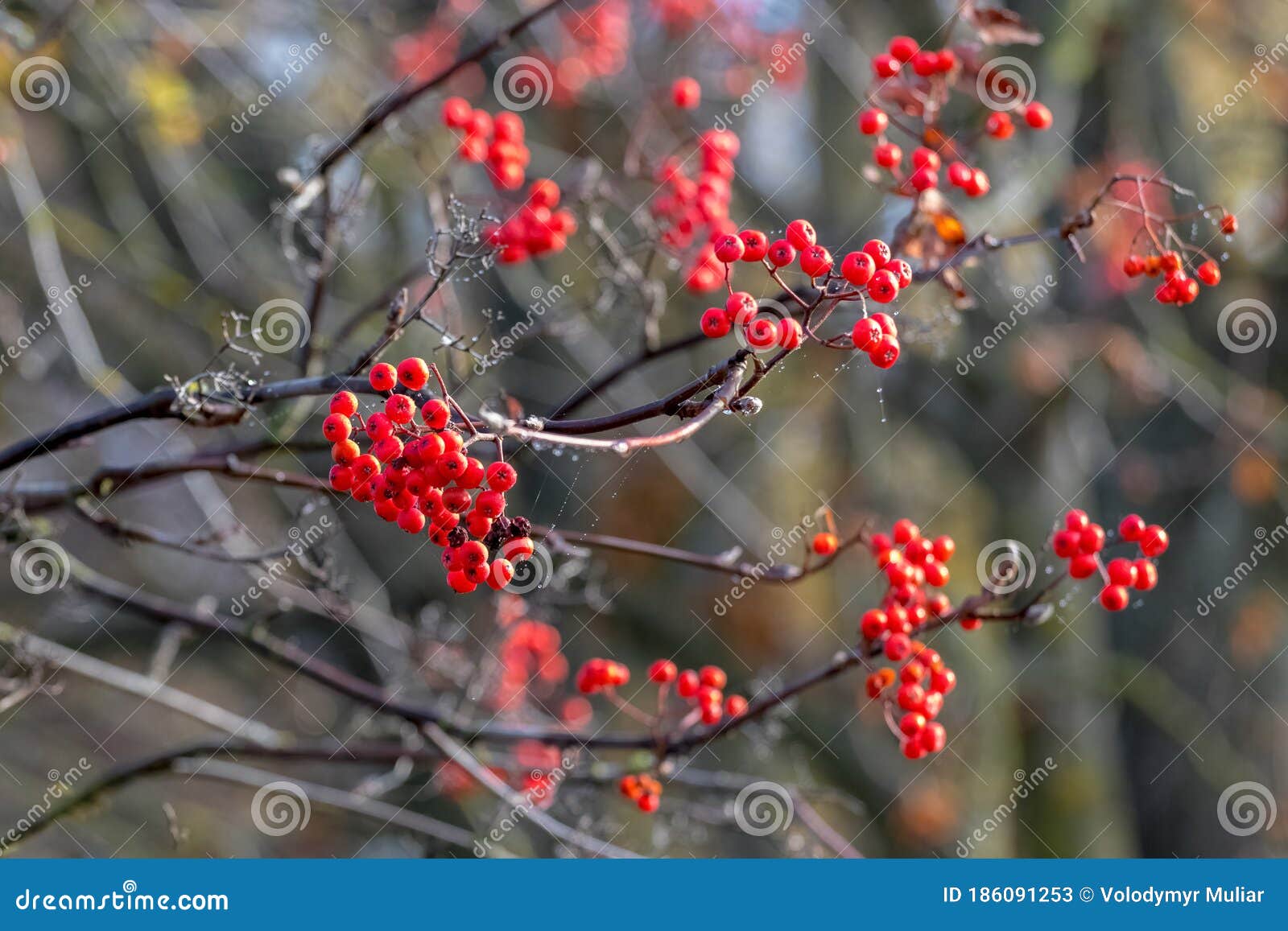 Red Rowan Berries on a Tree in Late Autumn Stock Image - Image of ...