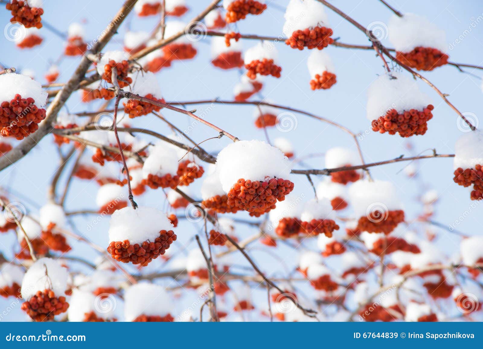 Red rowan in the snow stock image. Image of ripe, nature - 67644839