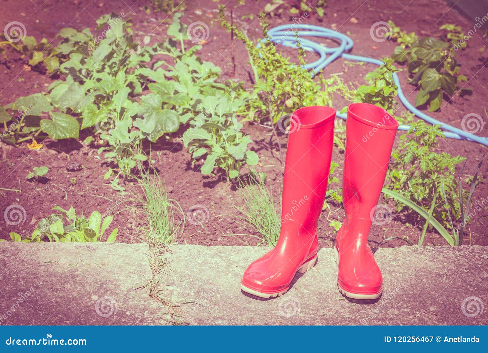 Red rubber boots in garden stock image. Image of work - 120256467