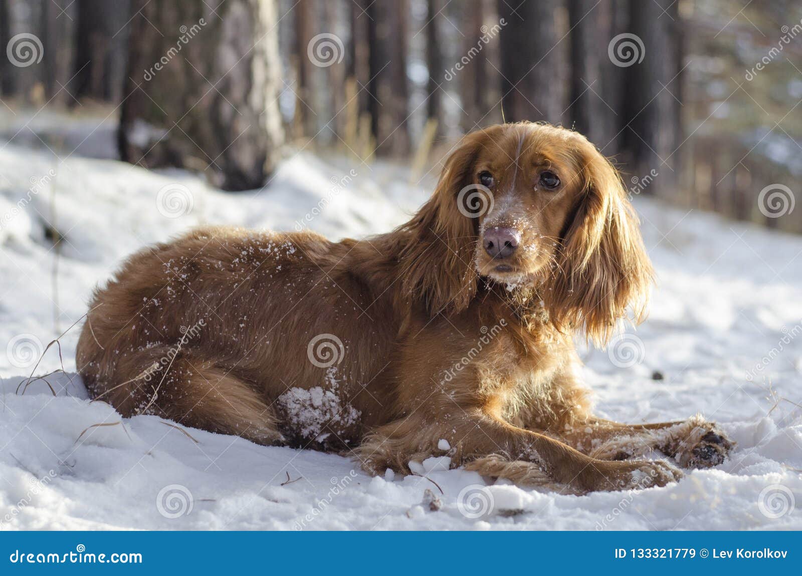 russian spaniel