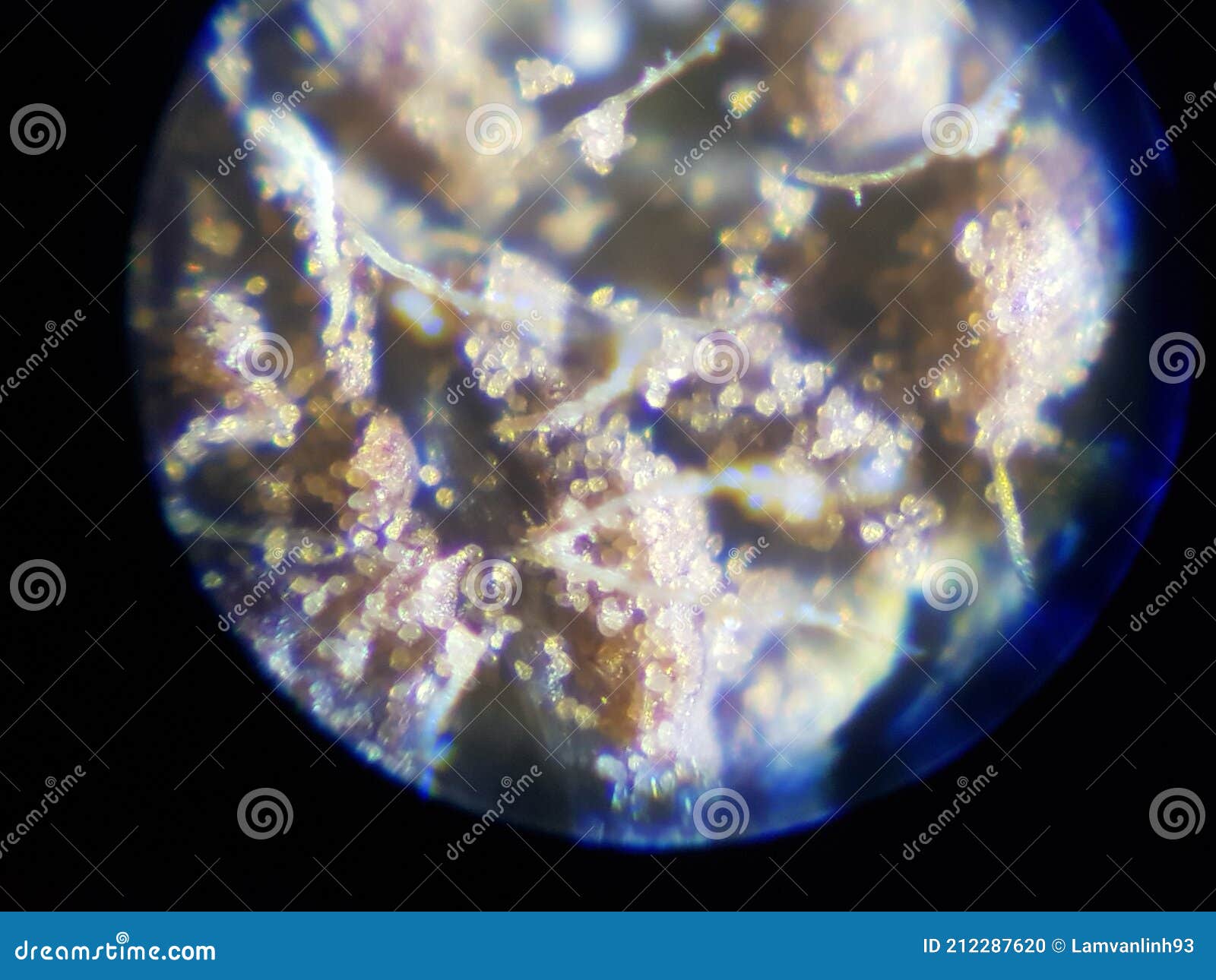 red rust disease spores injured on custard apple leaf  in viet nam.
