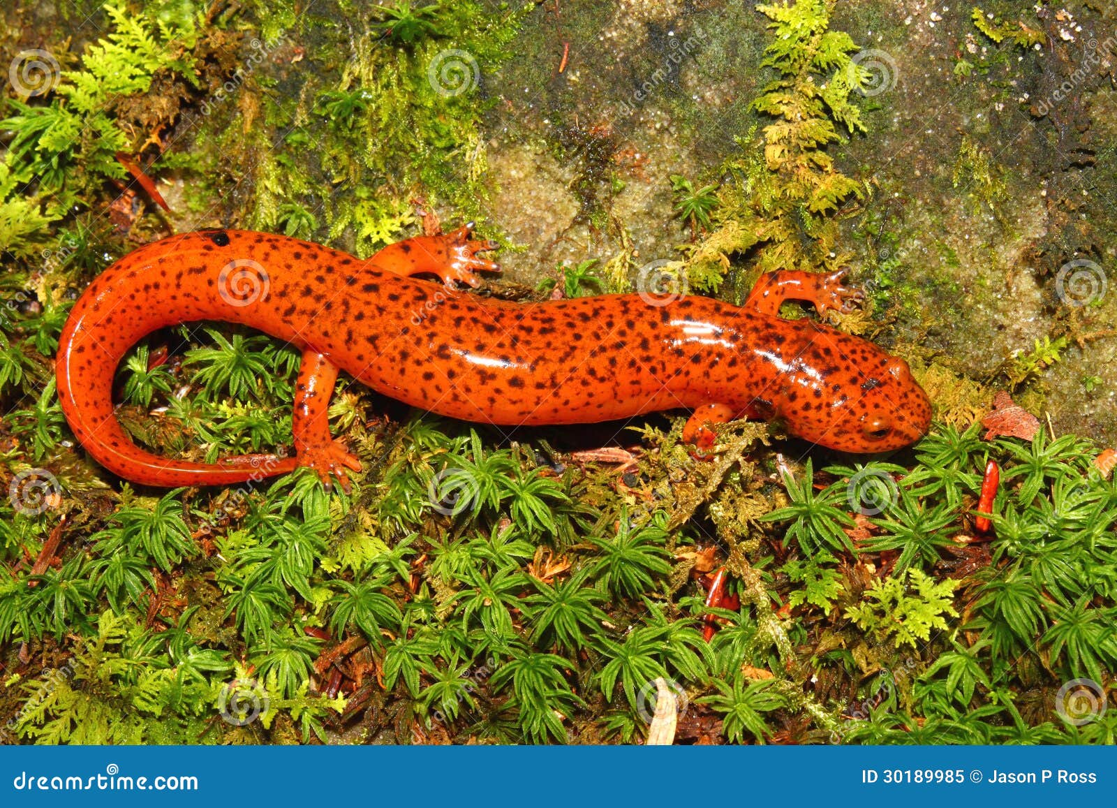 Red Salamander (Pseudotriton Ruber) Stock Image Image of salamander