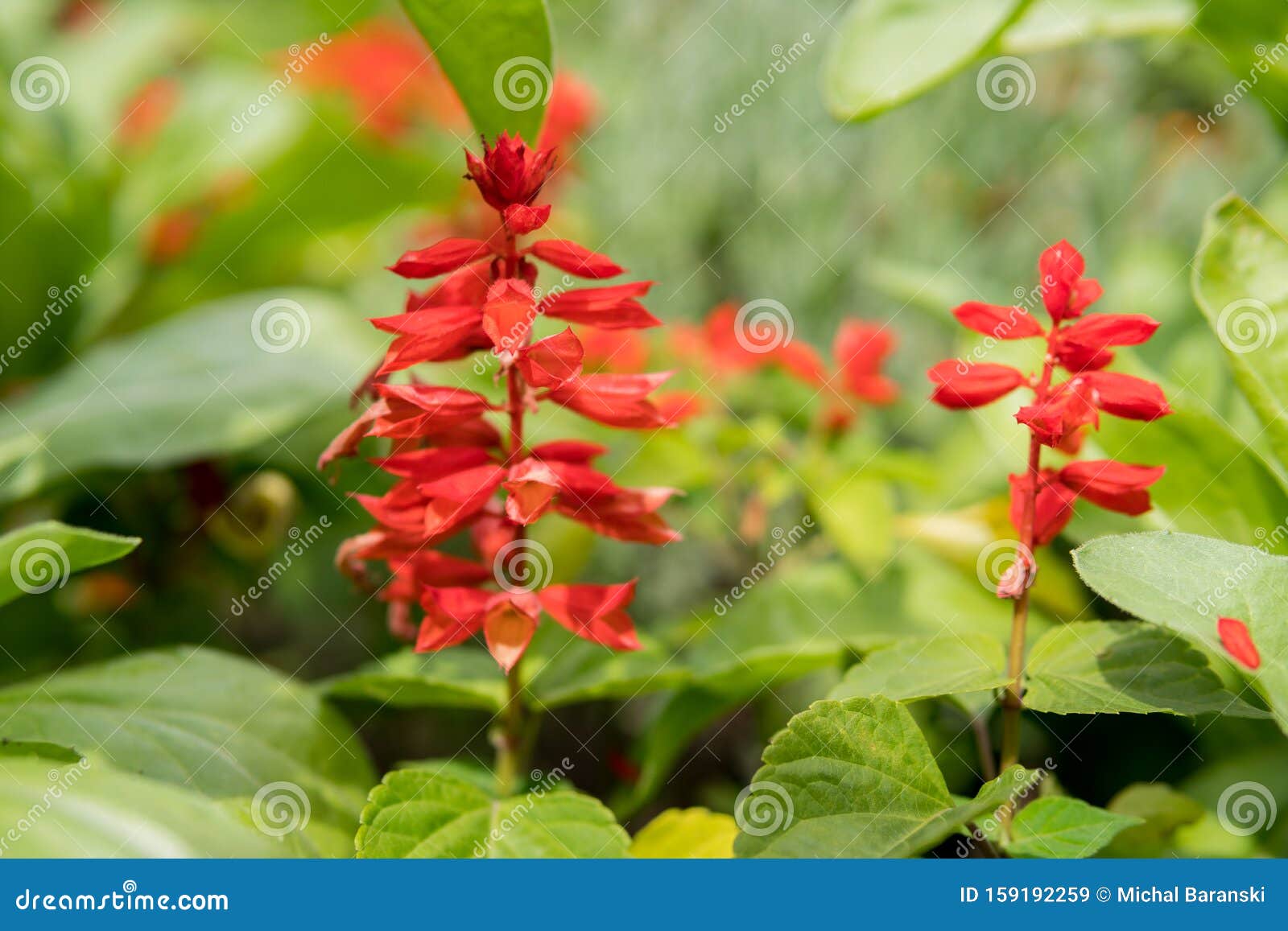red salvia flowers