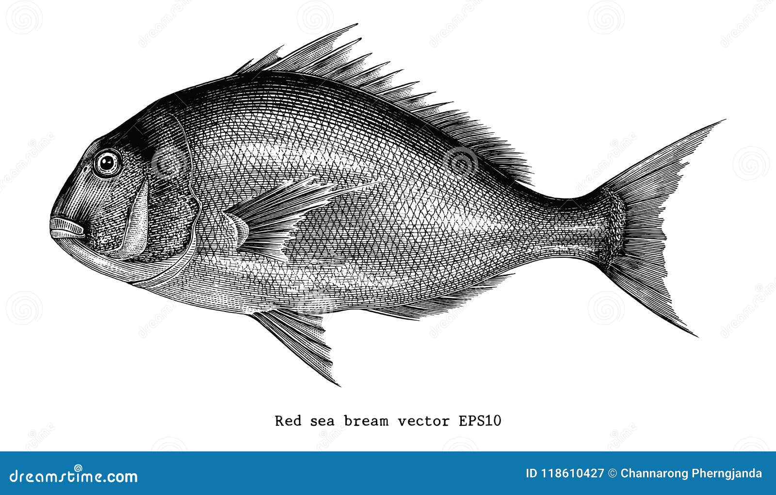 red sea bream hand drawing engraving   on white background