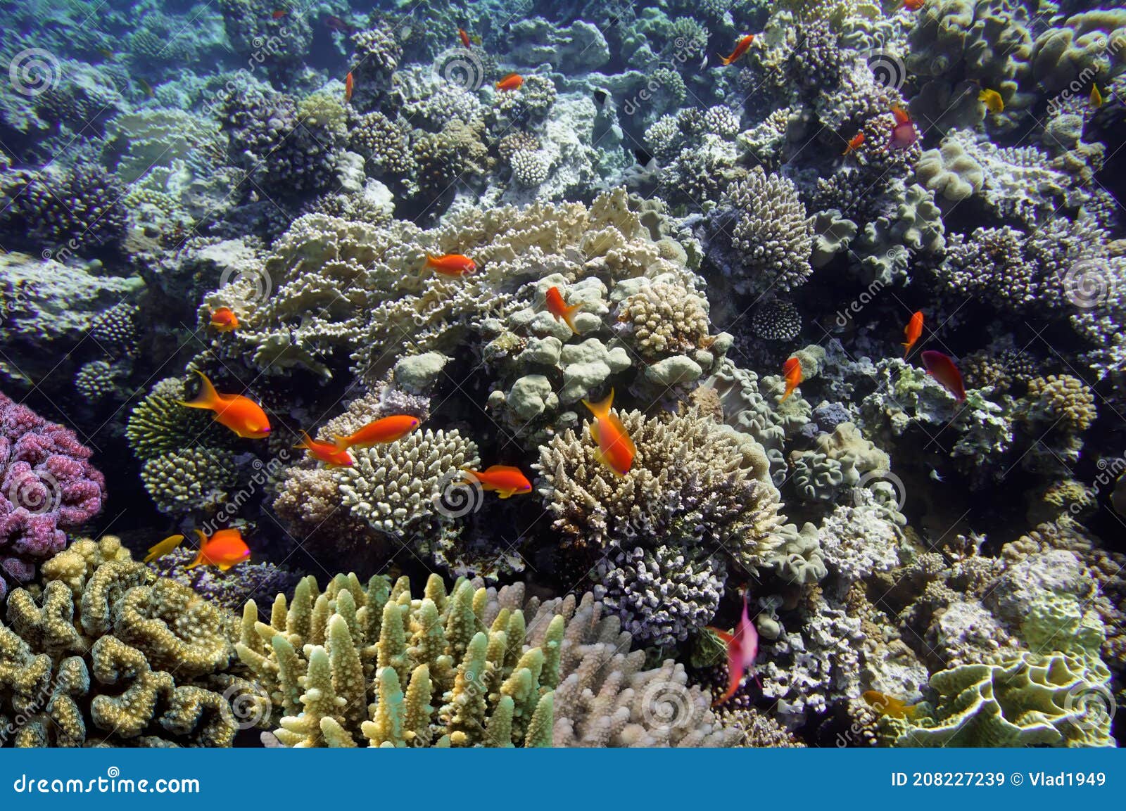 Red Sea and Coral Reef, Coral Reef Animals, Fresh Corals at the Bottom of the Sea, Sea Ecosystem Stock Image - Image of caribbean, africa: 208227239 Red Sea and Coral Reef, Coral Reef Animals, Fresh Corals at the Bottom of the Sea, Sea Ecosystem Stock Image - Image of caribbean, africa: 208227239