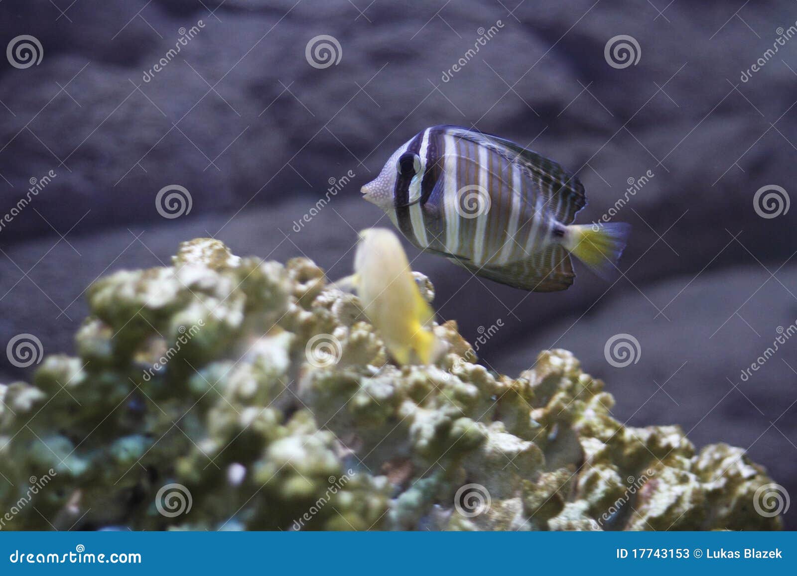 red sea sailfin tang