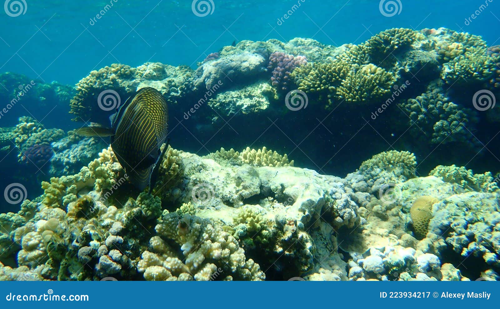 red sea sailfin tang or desjardin`s sailfin tang, indian sail-fin surgeonfish zebrasoma desjardinii undersea, red sea