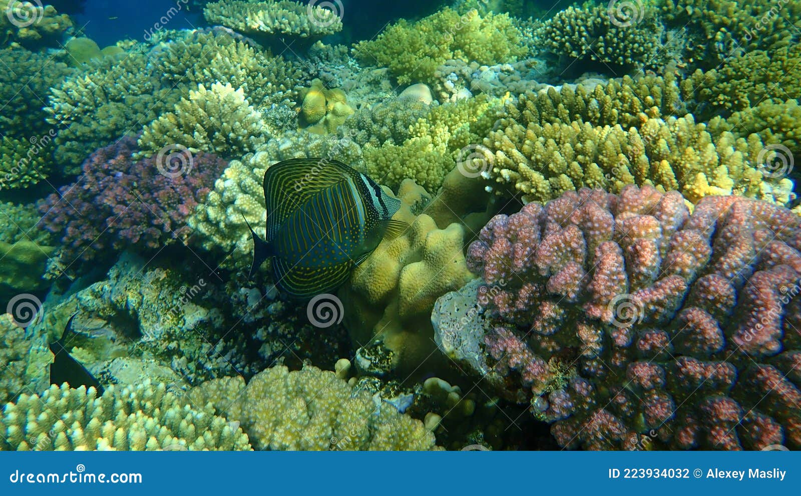 red sea sailfin tang or desjardin`s sailfin tang, indian sail-fin surgeonfish zebrasoma desjardinii undersea, red sea