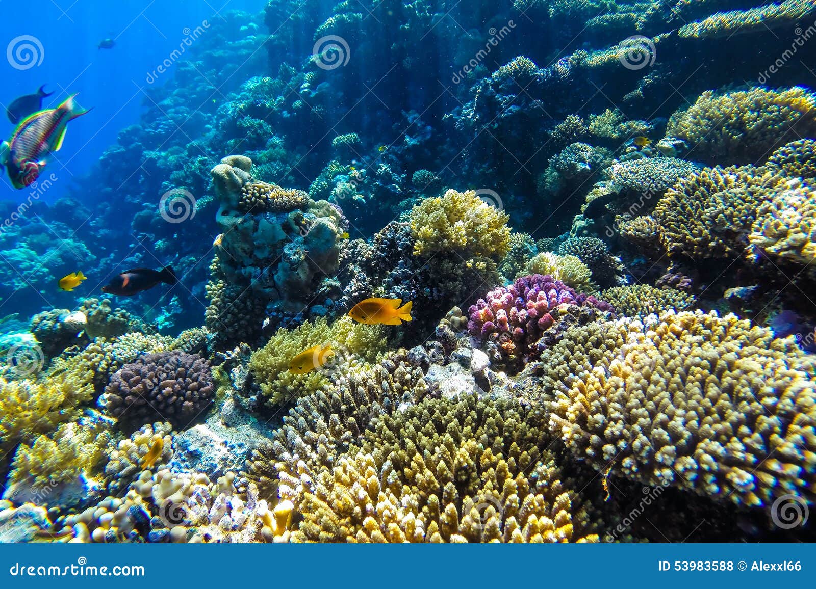 Red Sea Underwater Coral Reef Stock Photo - Image: 53983588