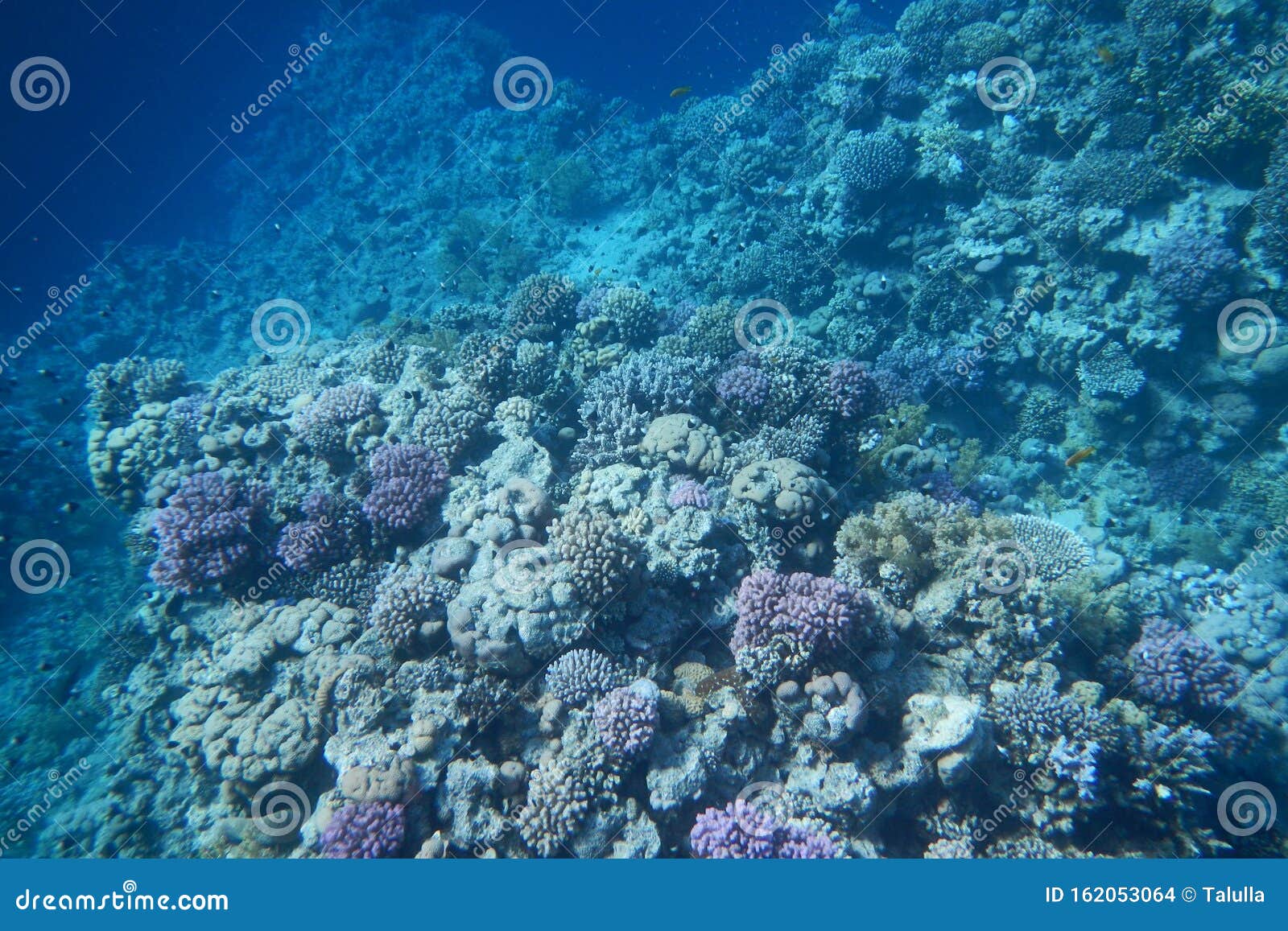 Red Sea Underwater Landscape with Fishes and Corals Stock Photo - Image ...