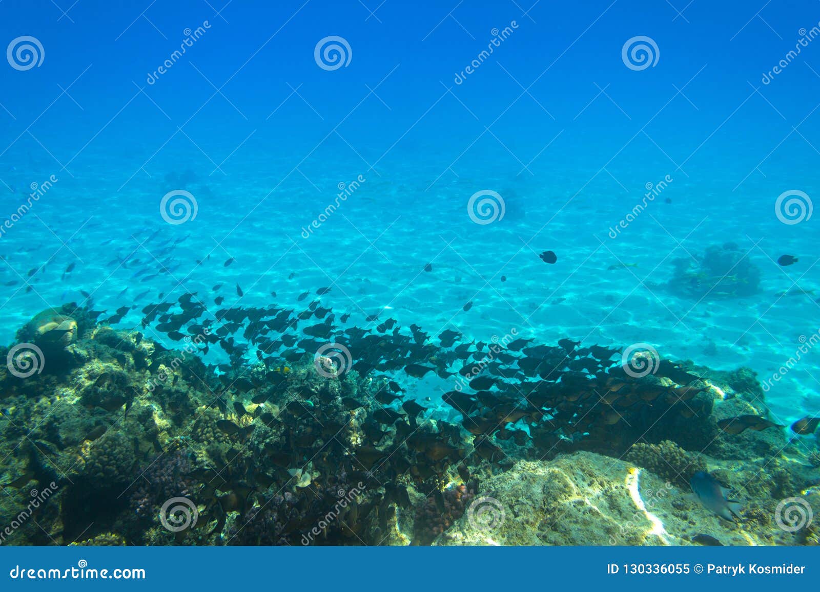 Red Sea Underwater Scenery with Tropical Fishes Stock Image - Image of ...