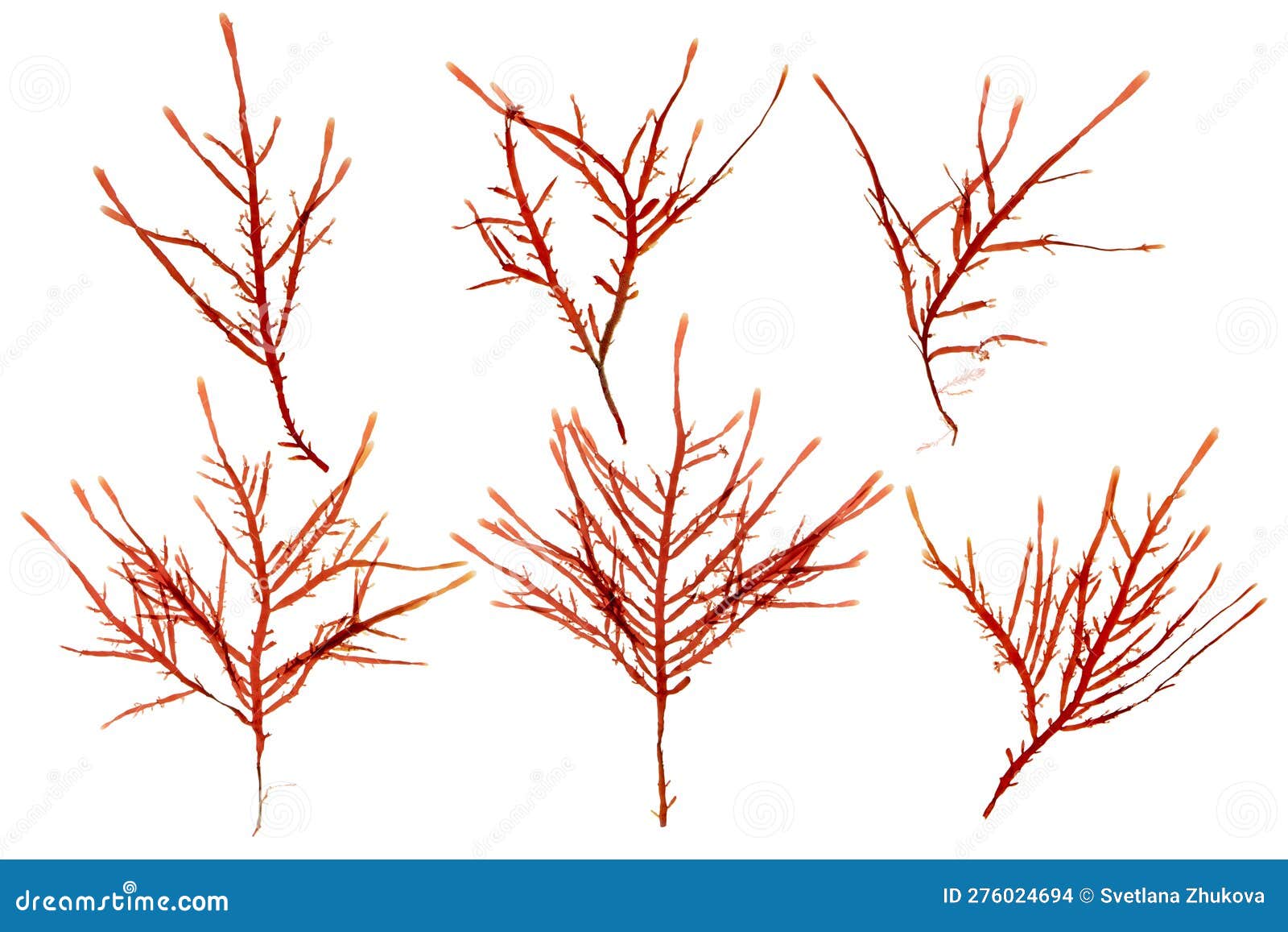 red seaweed or rhodophyta branches set  on white. transparent png additional format.