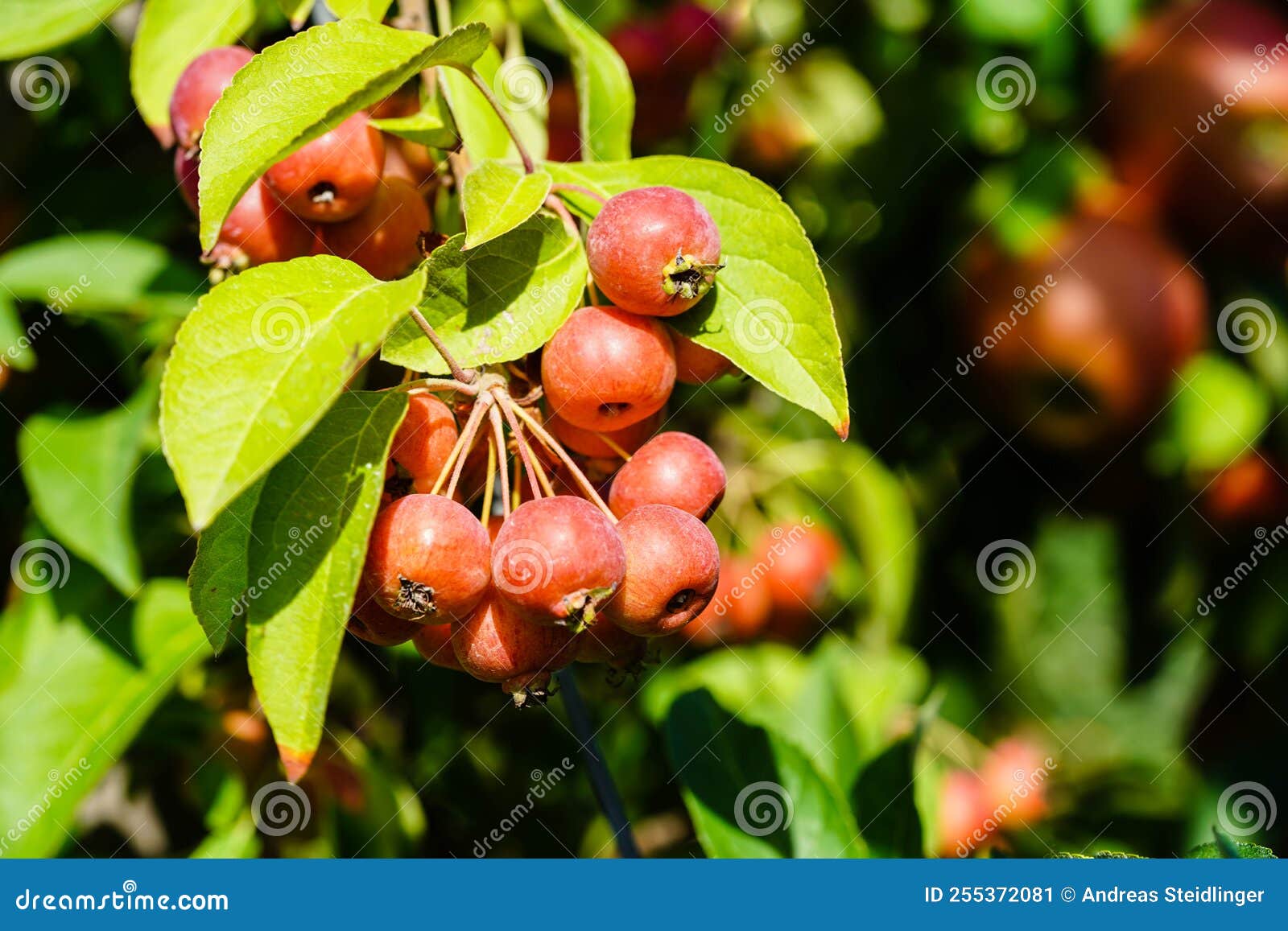 Malus crab apple stock image. Image of hamburg, fresh - 255372081