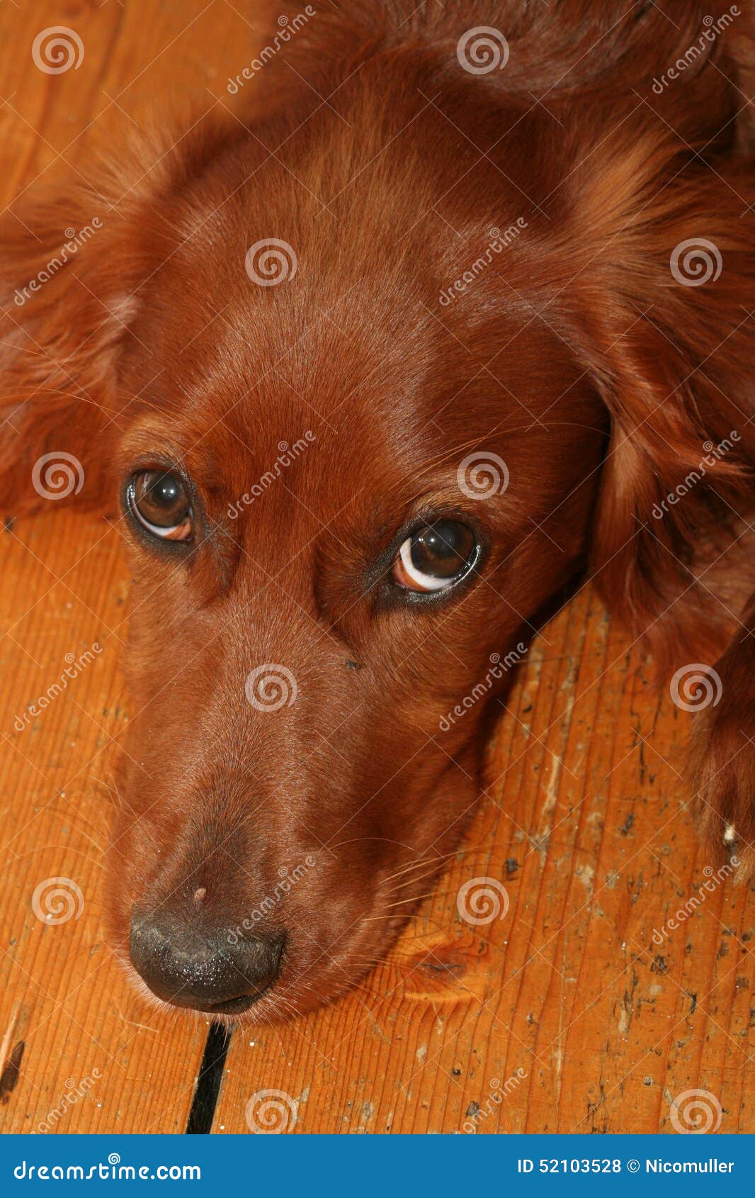 Red Setter stock photo. Image of nature, partnership - 52103528