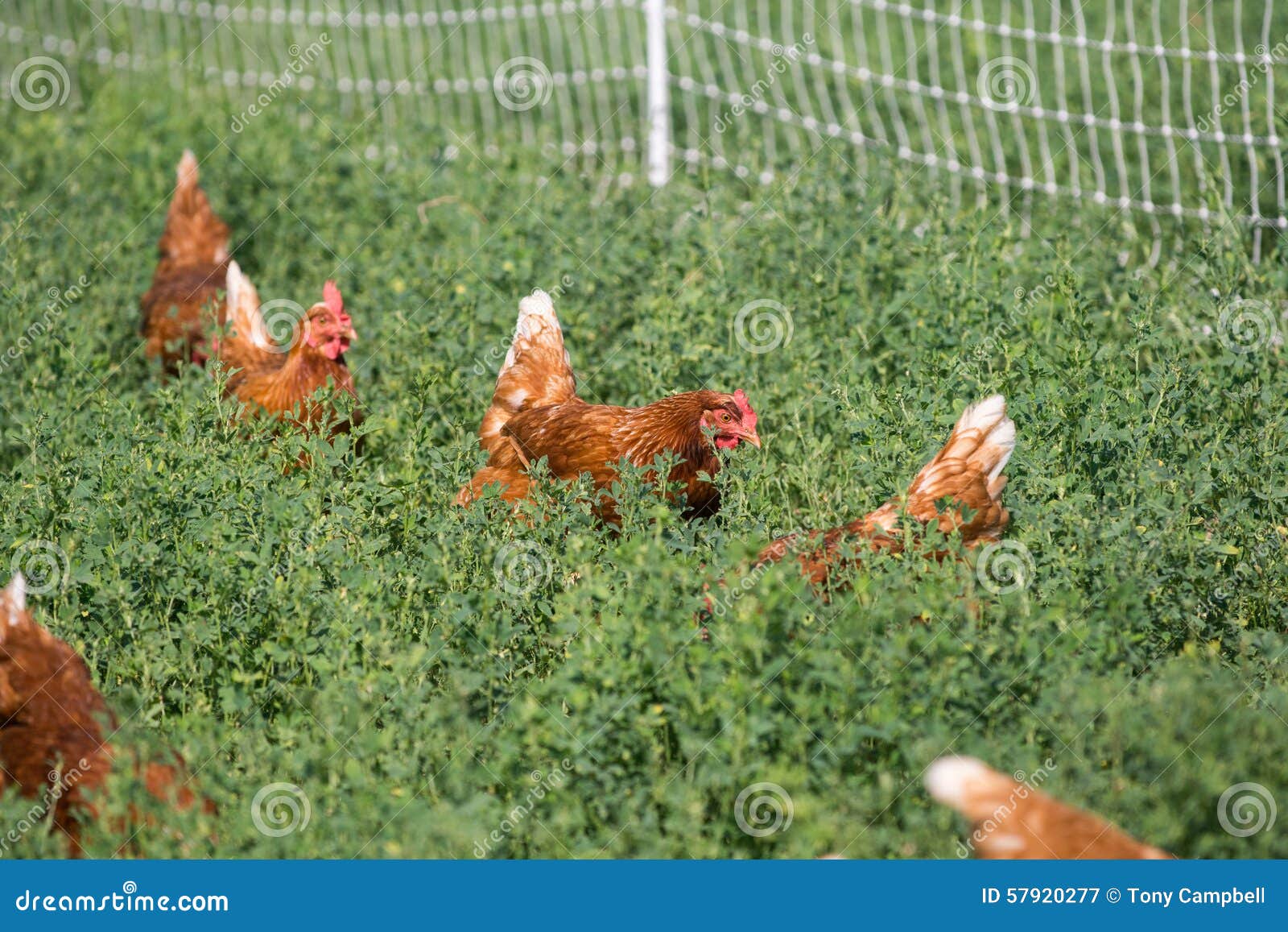 Red Sex Link Chickens Stock Image Image Of Poultry Rural