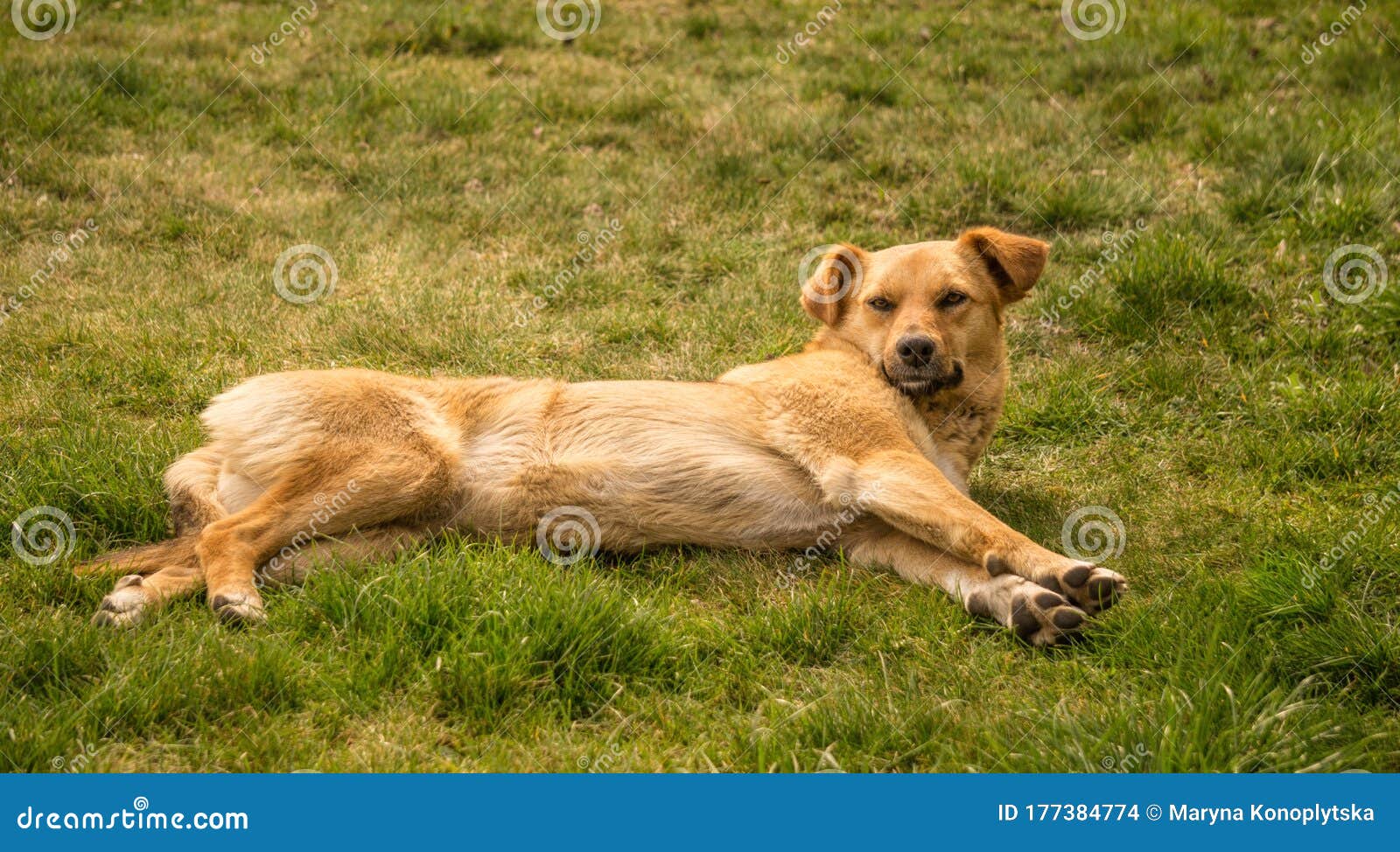 Old English Sheepdog Walking Towards The Camera In A Field Stock Photo,  Picture and Royalty Free Image. Image 195591118.