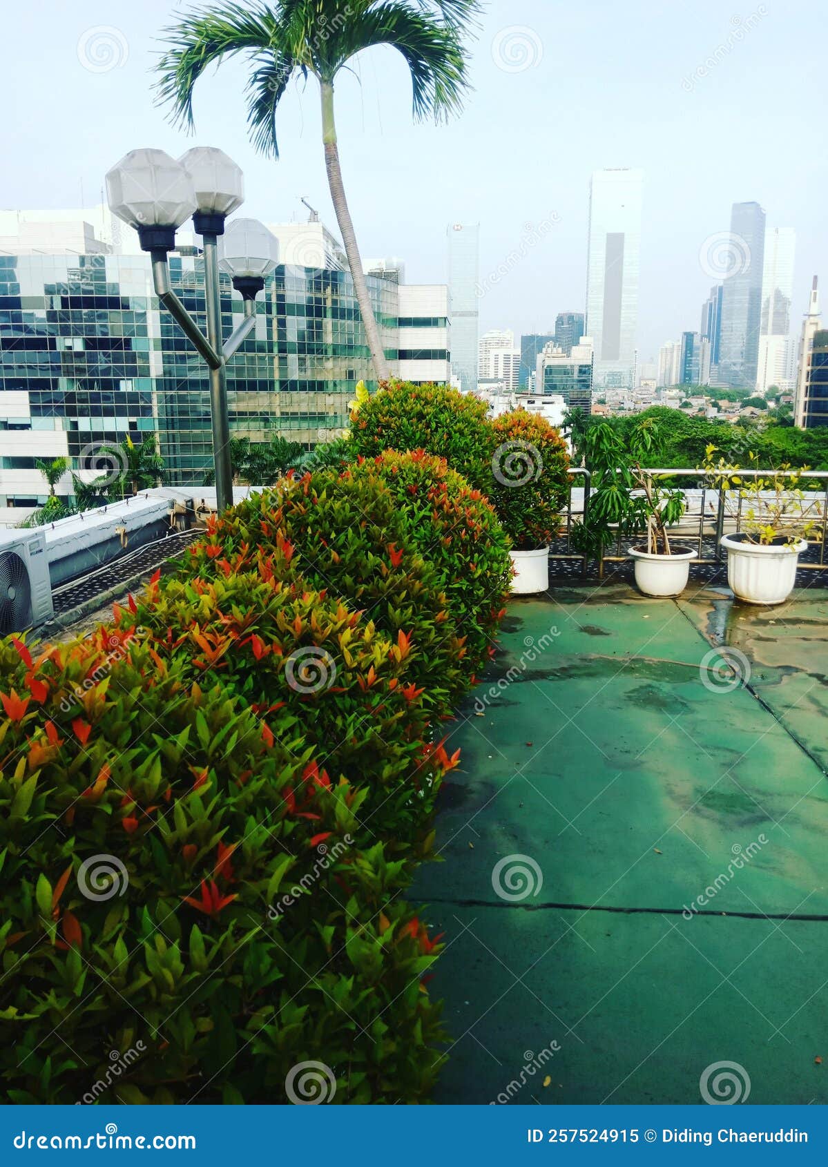 Red Shoot Ornamental Plants Suitable for Hedges Stock Image Image of