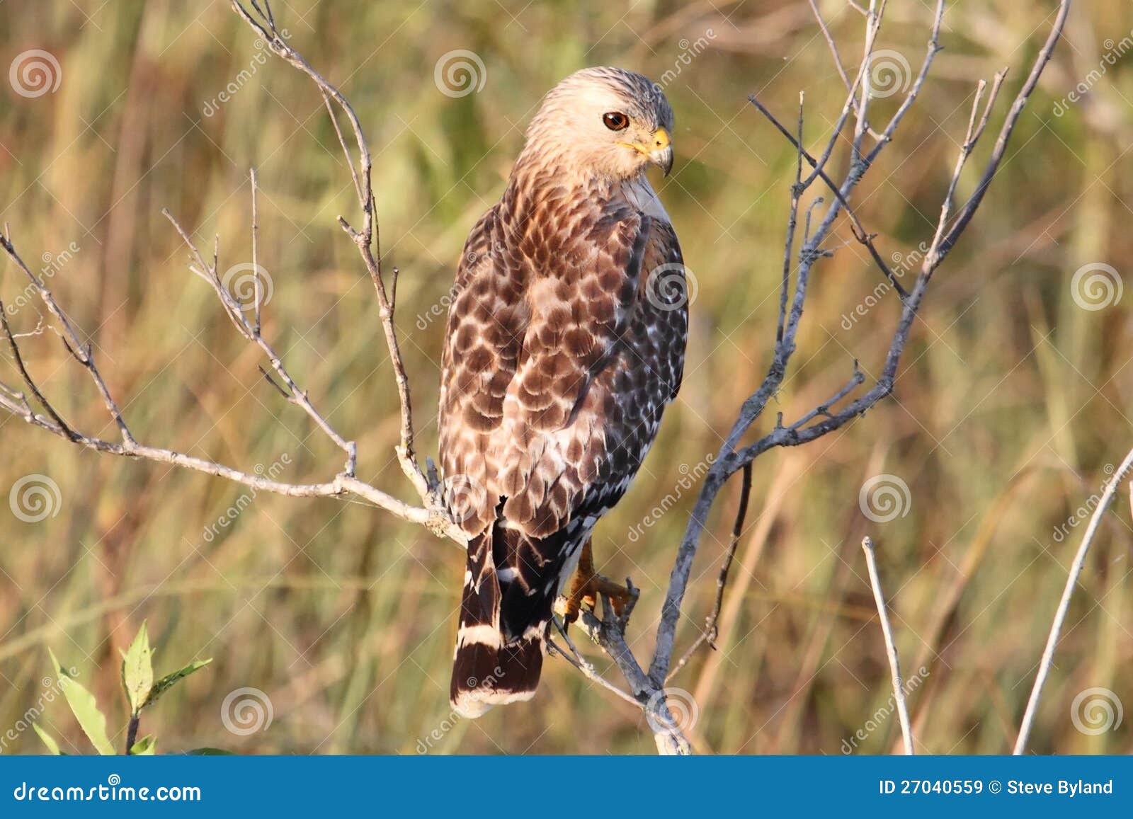 red-shouldered hawk (buteo lineatus)