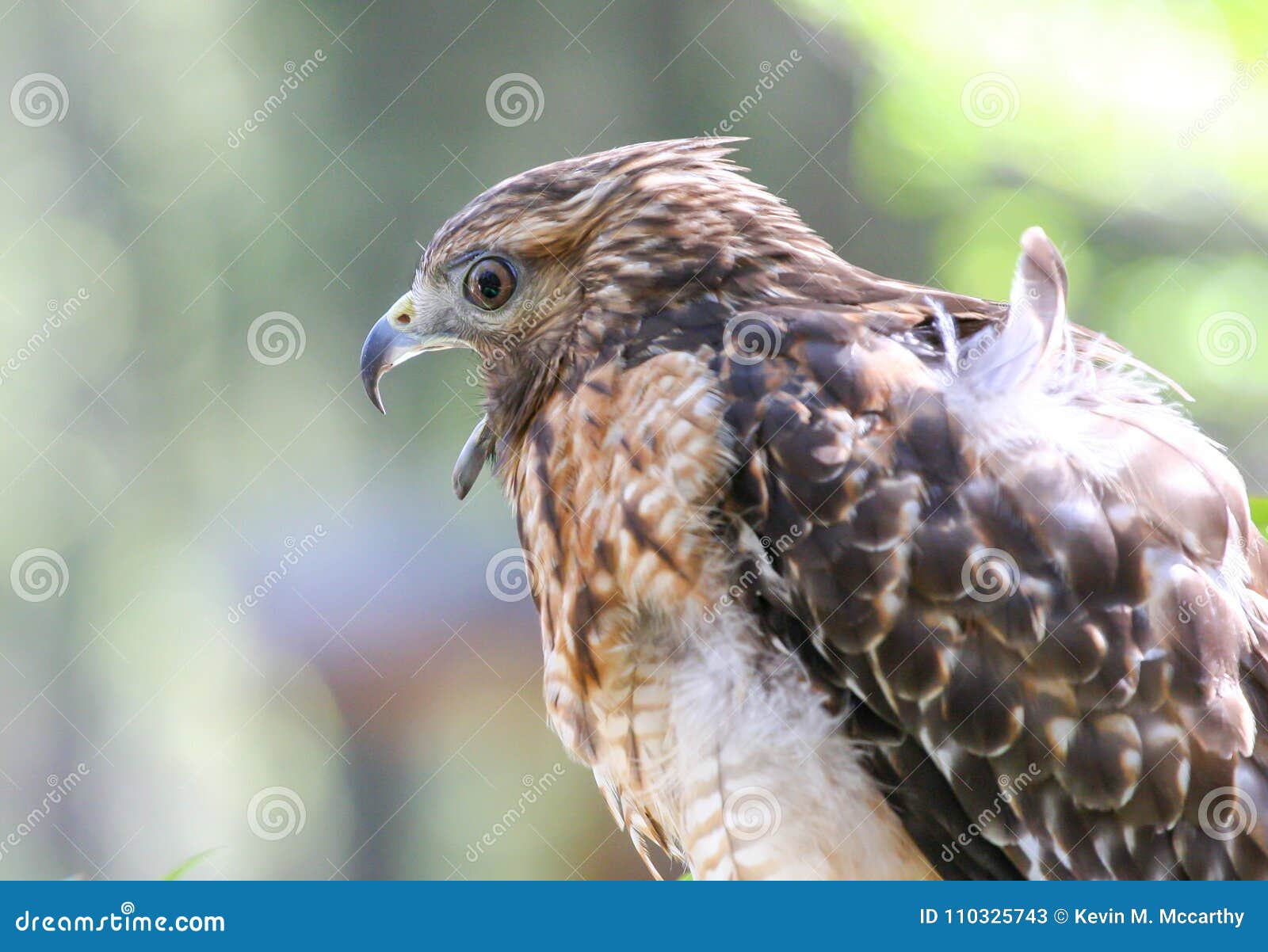 red-shouldered hawk closeup