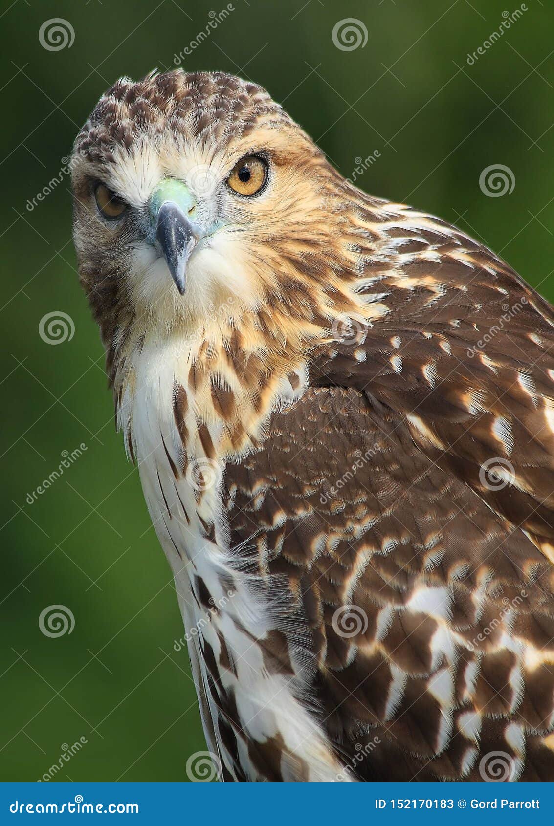 Beautiful Red Shouldered Hawk Posing Stock Image Image Of Amazing Markings