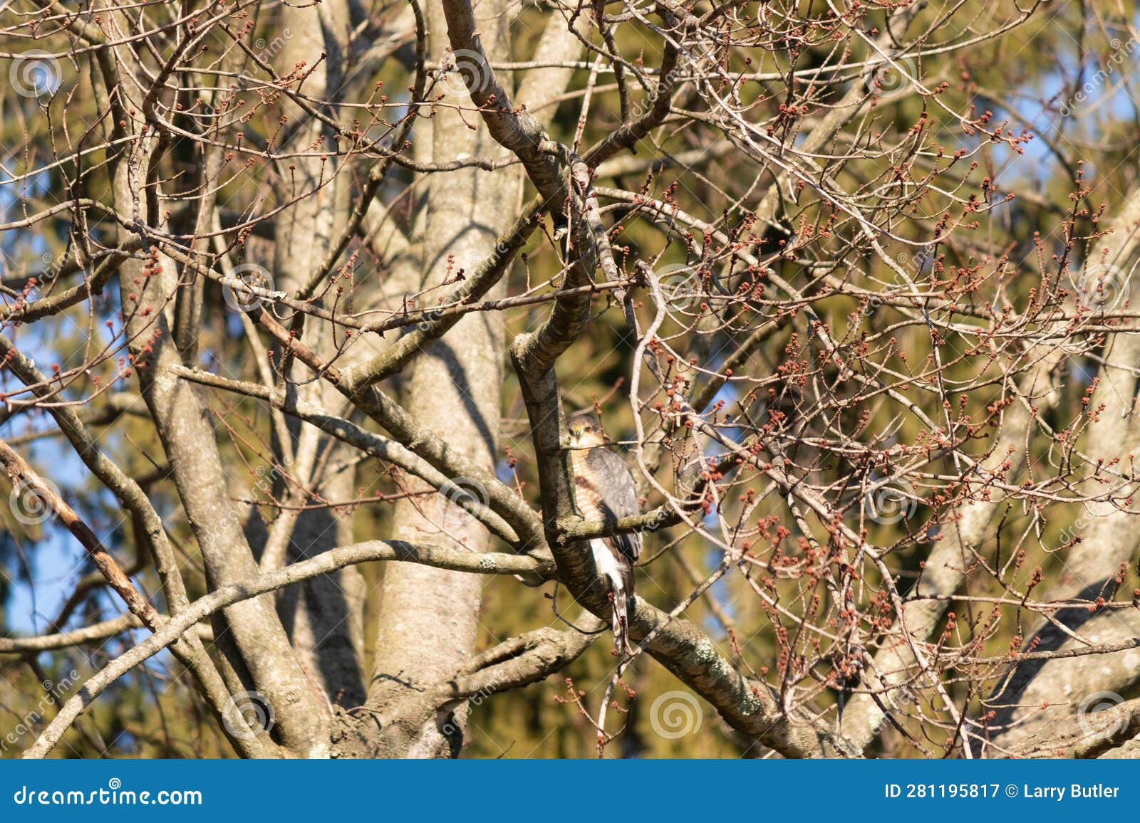 red-shouldered hawk perched in a tree